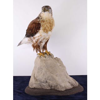 Lot 487 - Attributed to Carl Church, a taxidermy