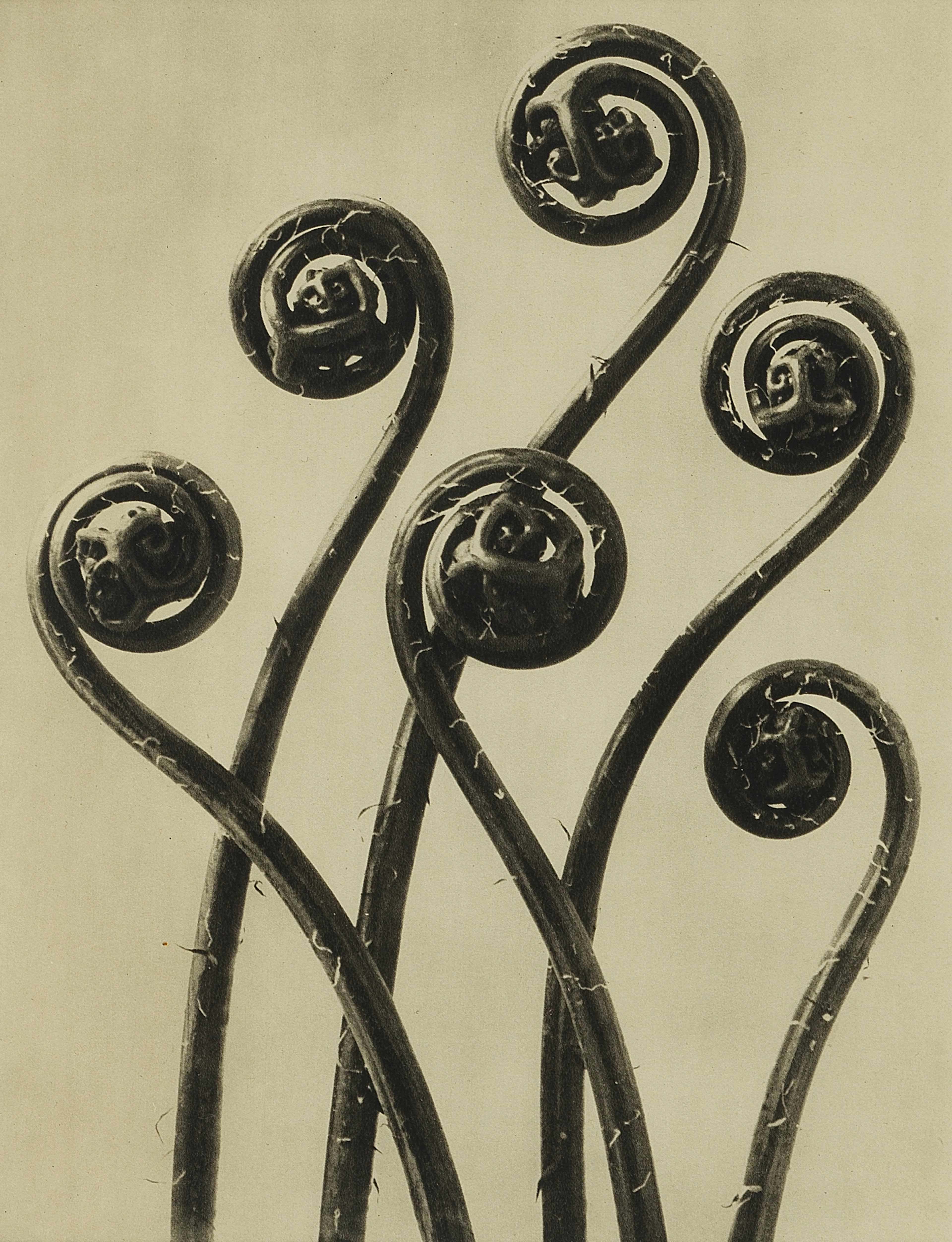 3592. Karl Blossfeldt (1865-1932)