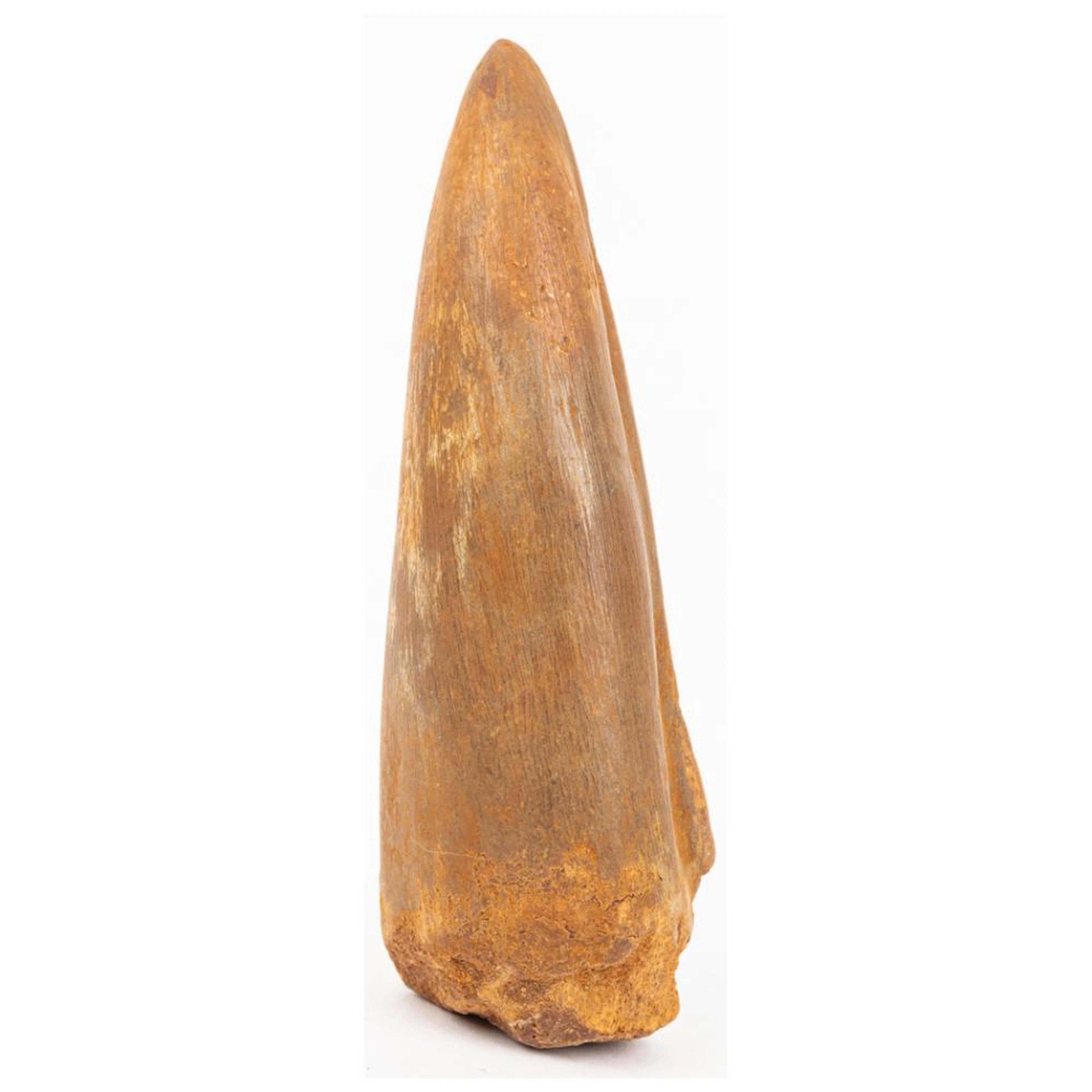Huge Four Inch Long Carcharodontosaurus Foot Claw