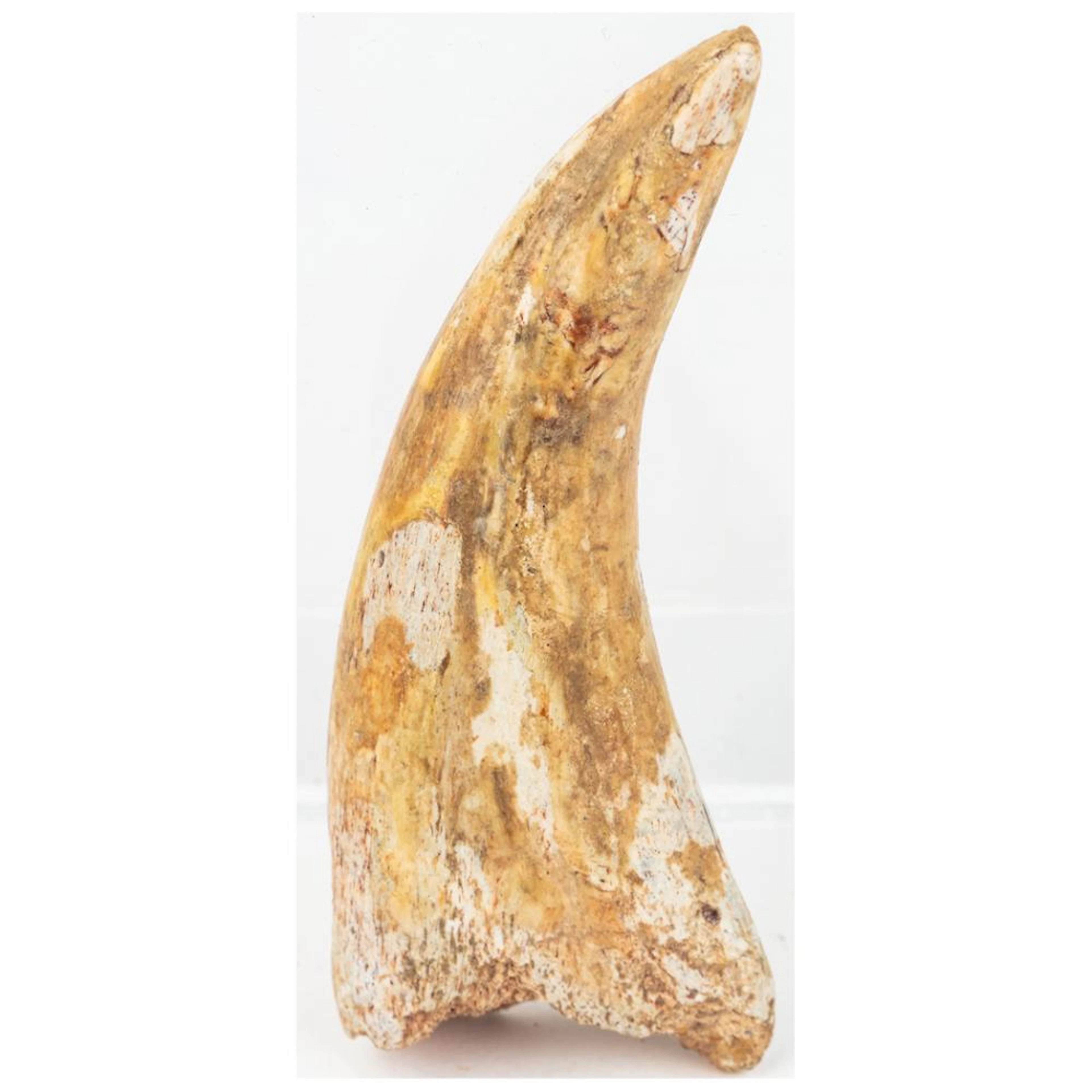 Museum Quality 4 ? Inch Carcharodontosaurus Hand Claw