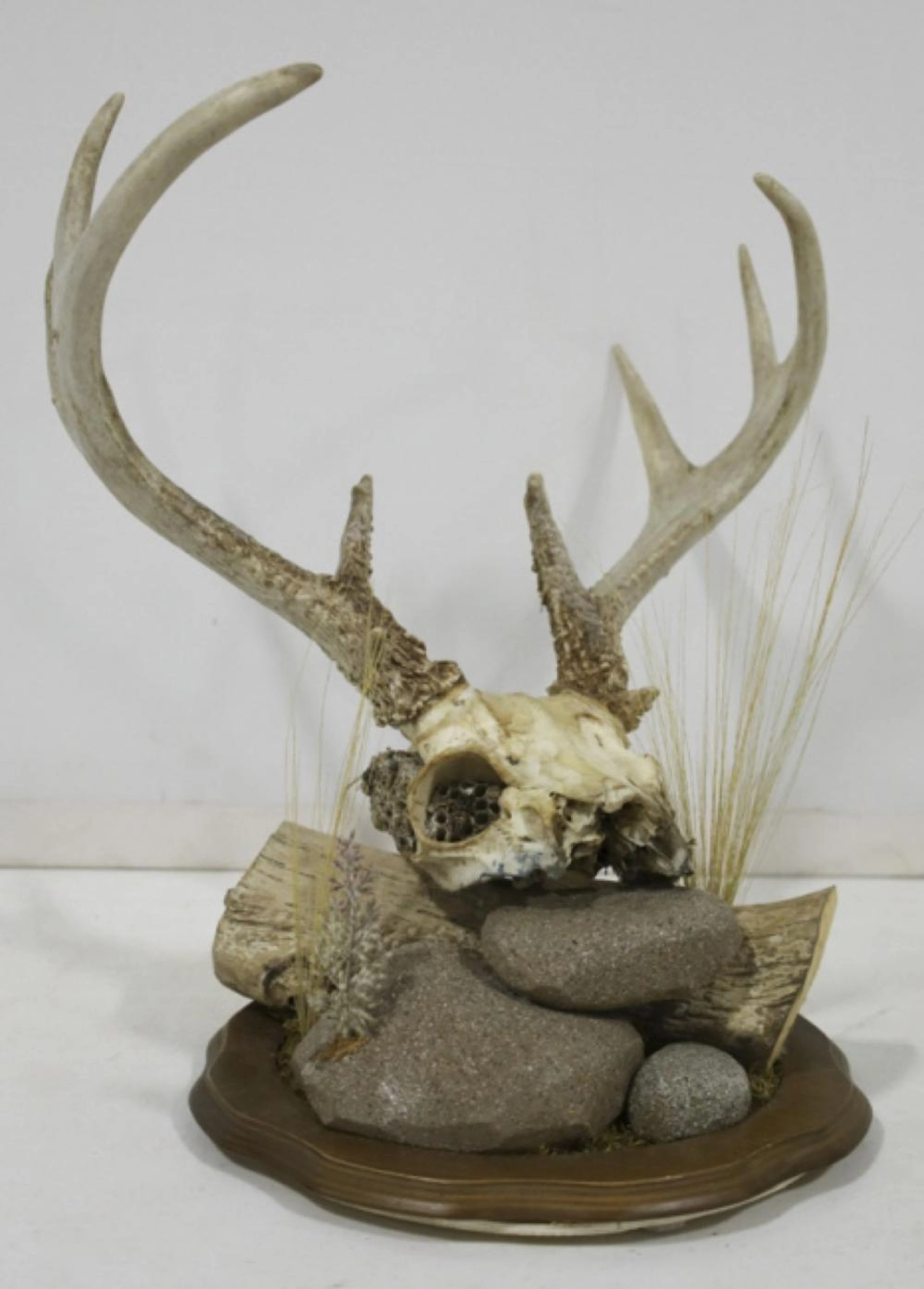 8-Point Whitetail Deer Skull With Antlers