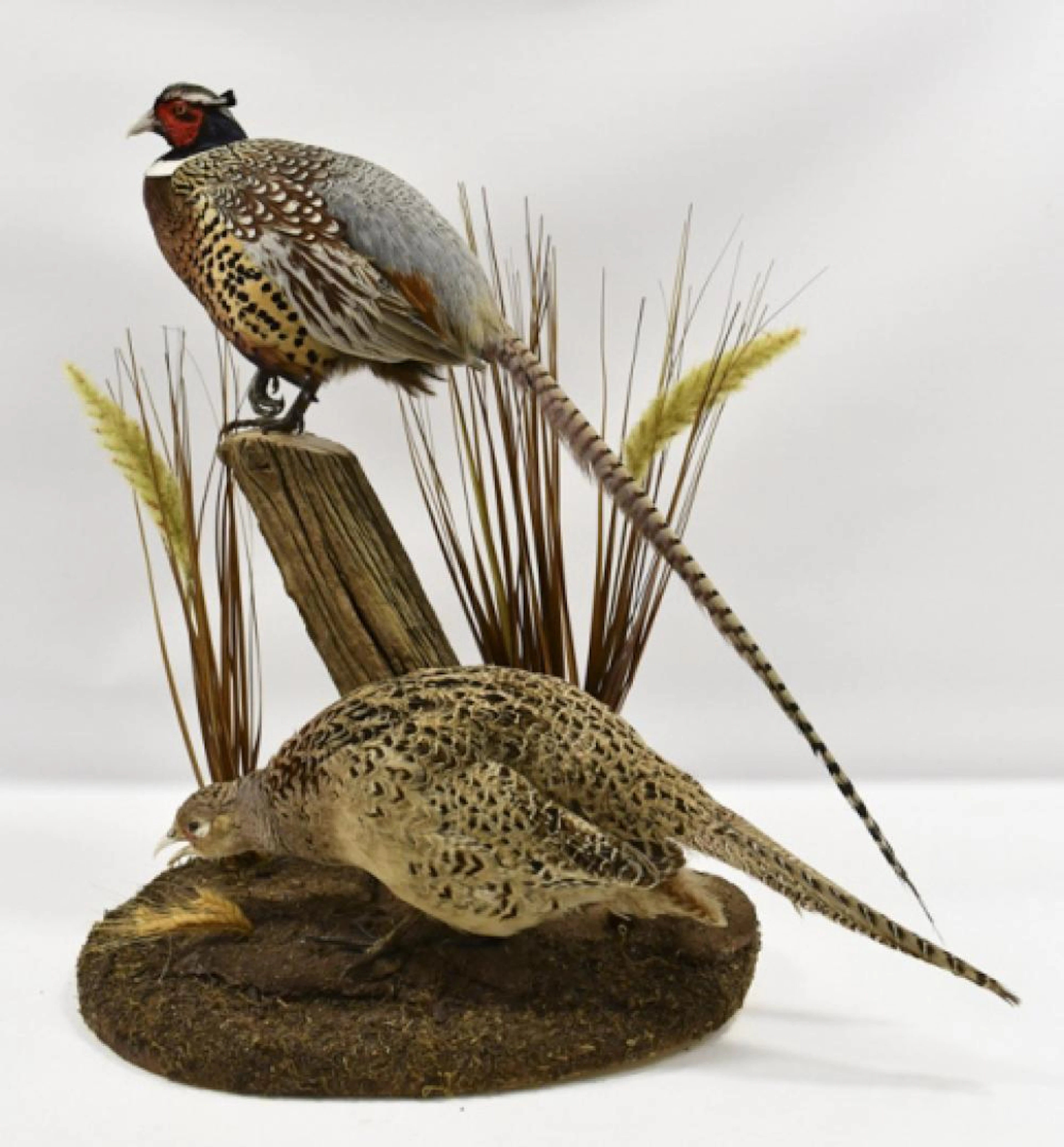 Full Body Male & Female Ringneck Pheasant Display