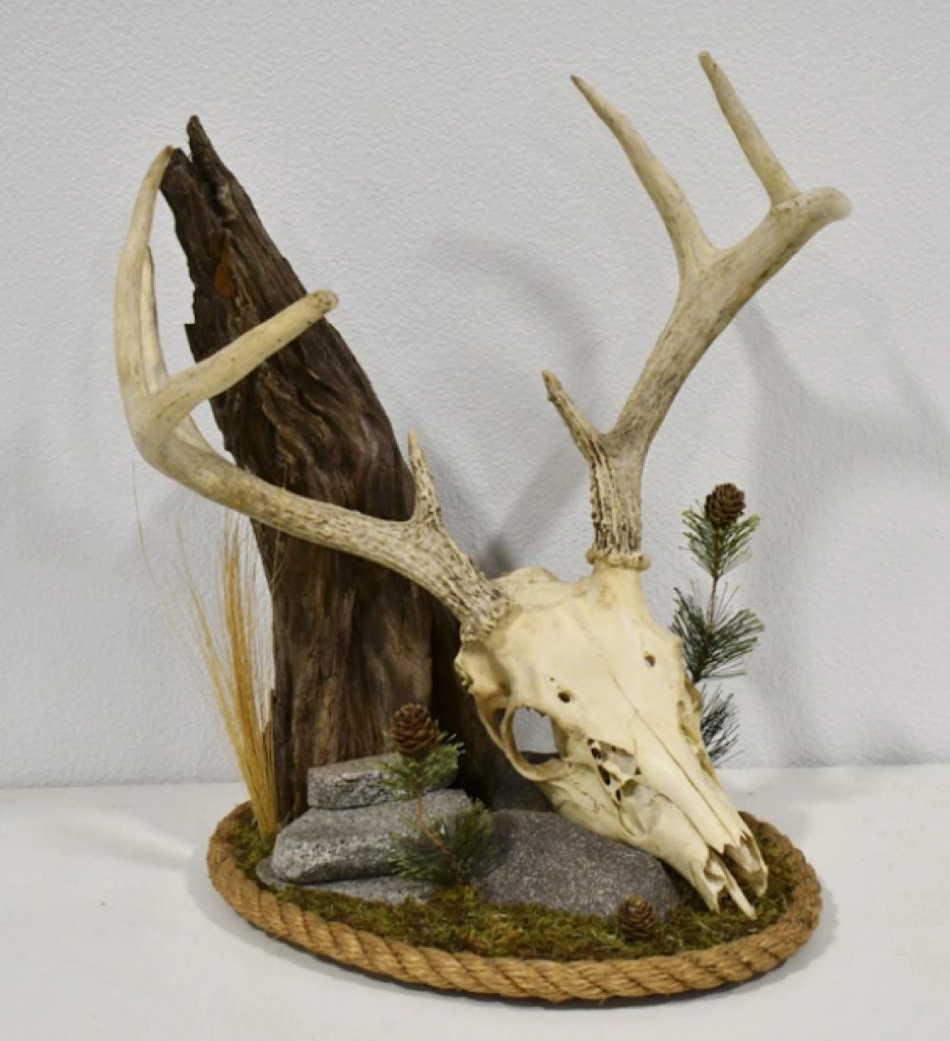 8-Point Whitetail Skull In Natural Habitat Display