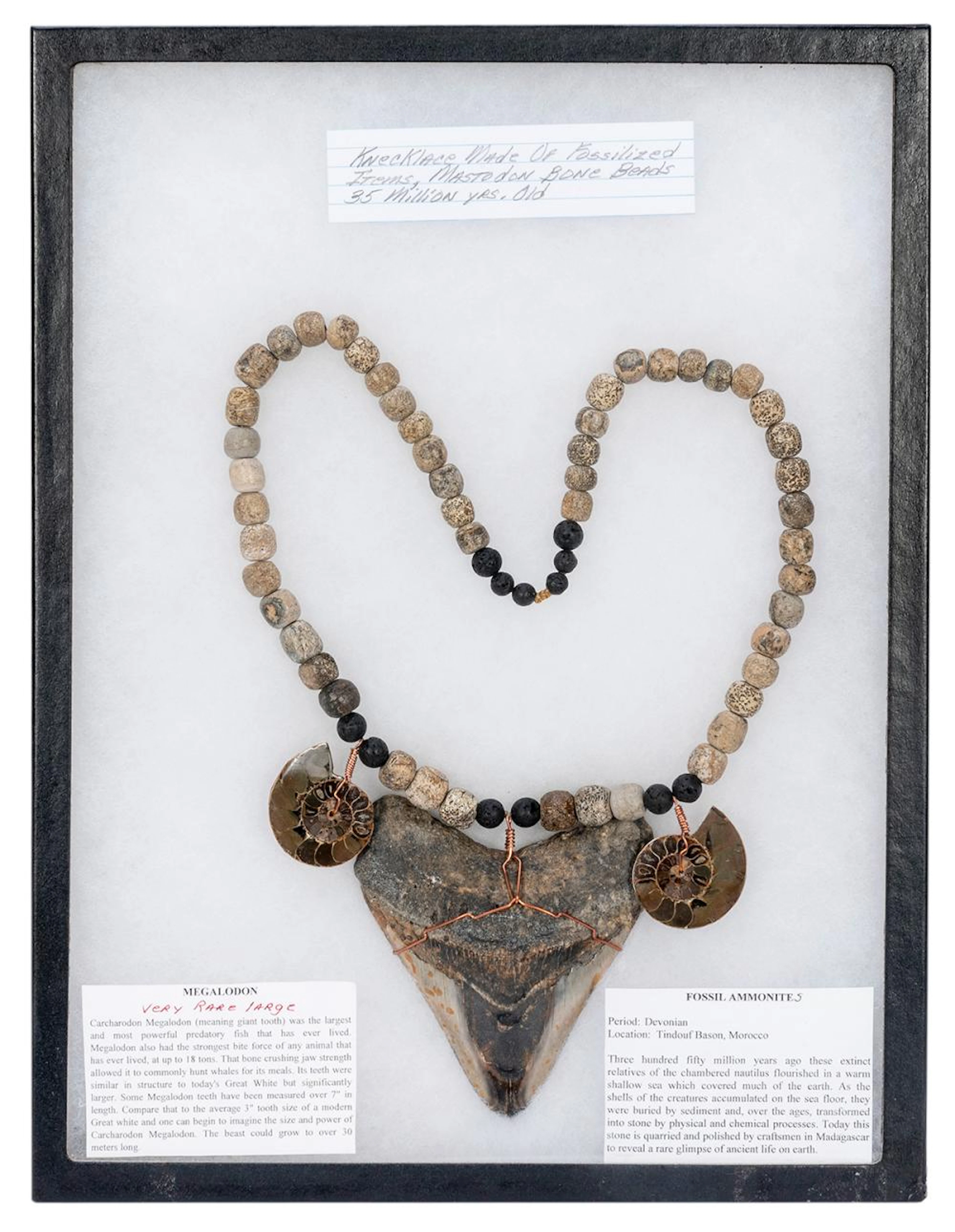 [JEWELRY] Megalodon Tooth Necklace. Very large Megalodon to...