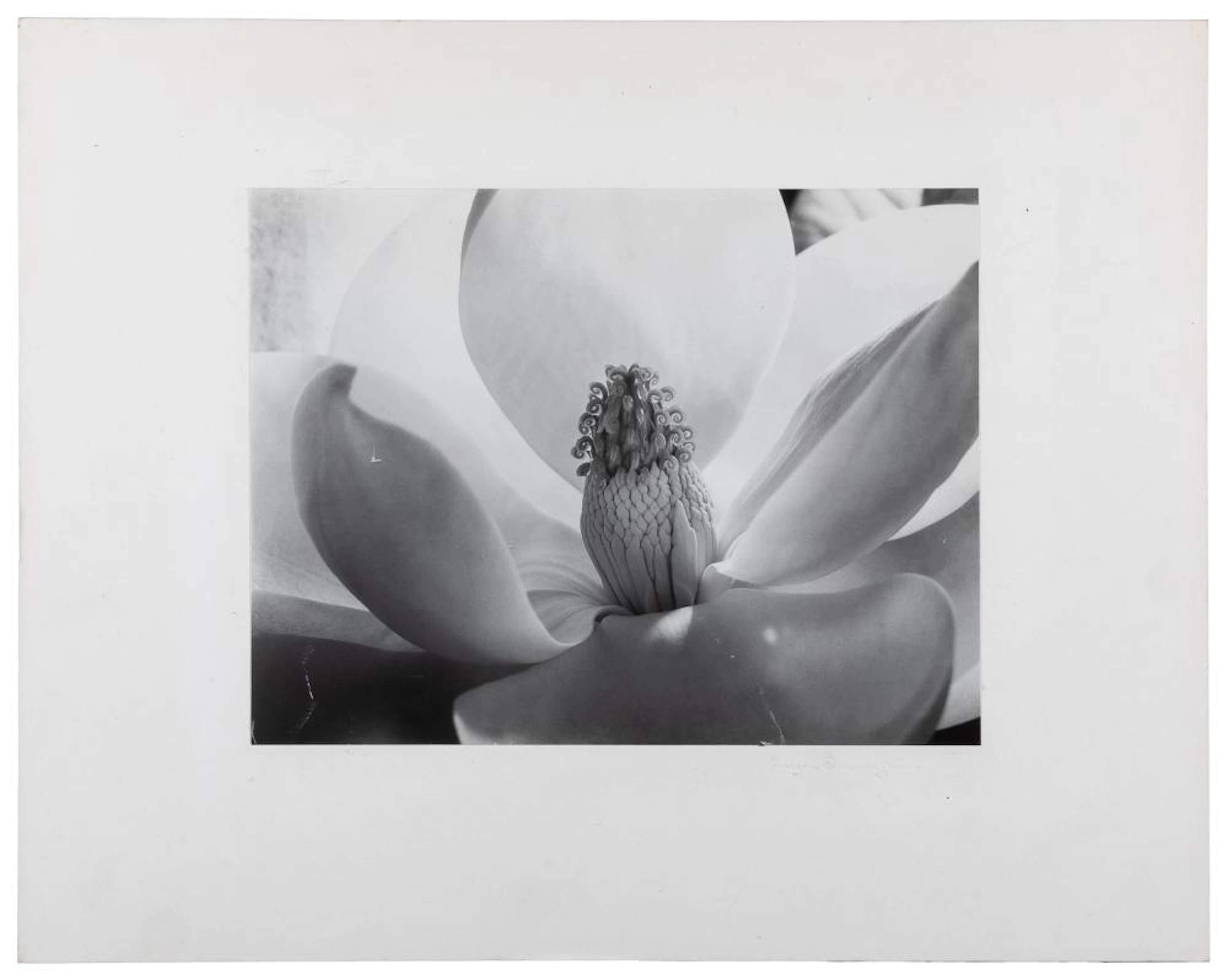 CUNNINGHAM, Imogen (American, 1883 - 1976) Magnolia Blossom...