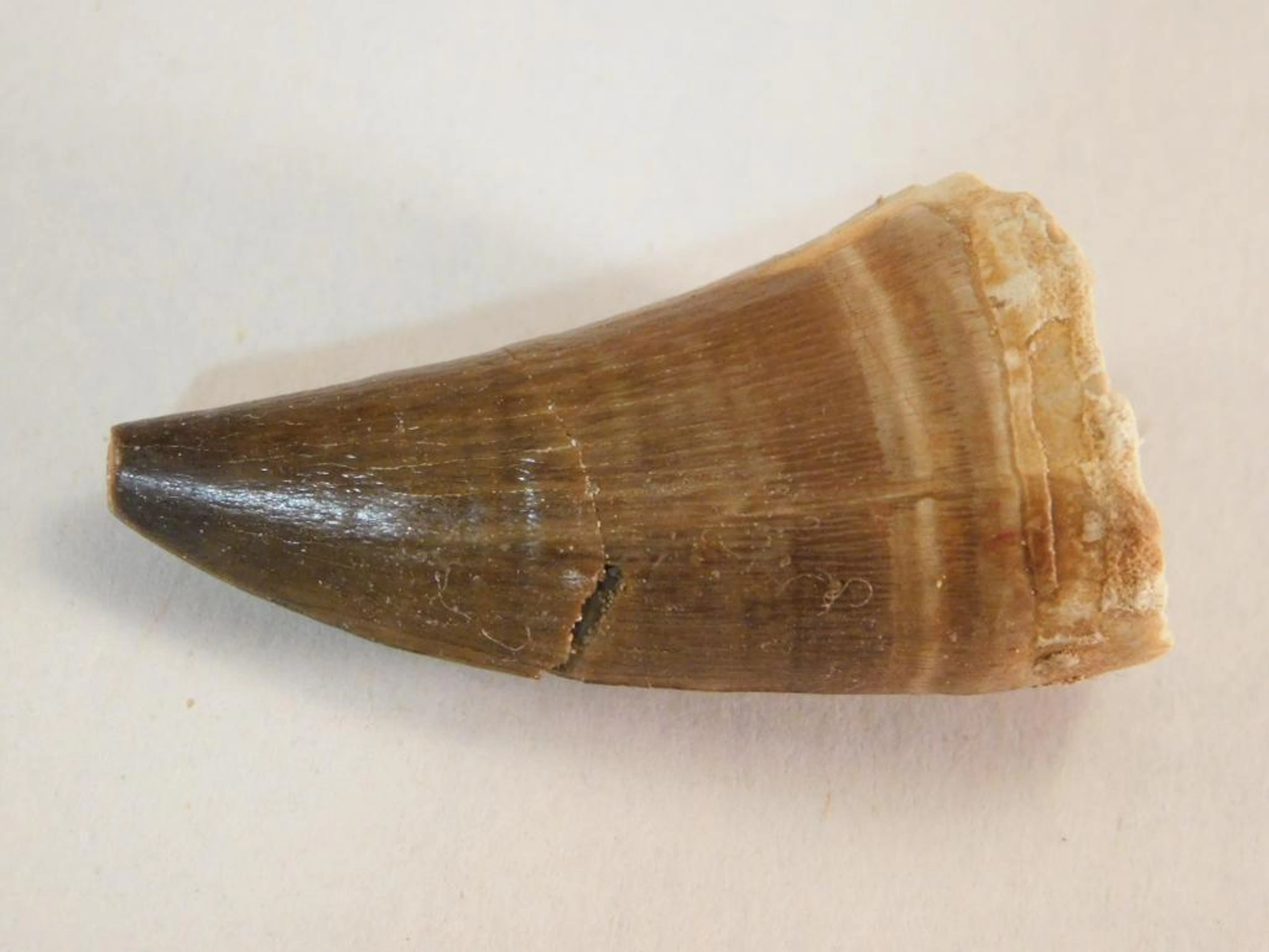 FOSSILIZED DINOSAUR TOOTH
