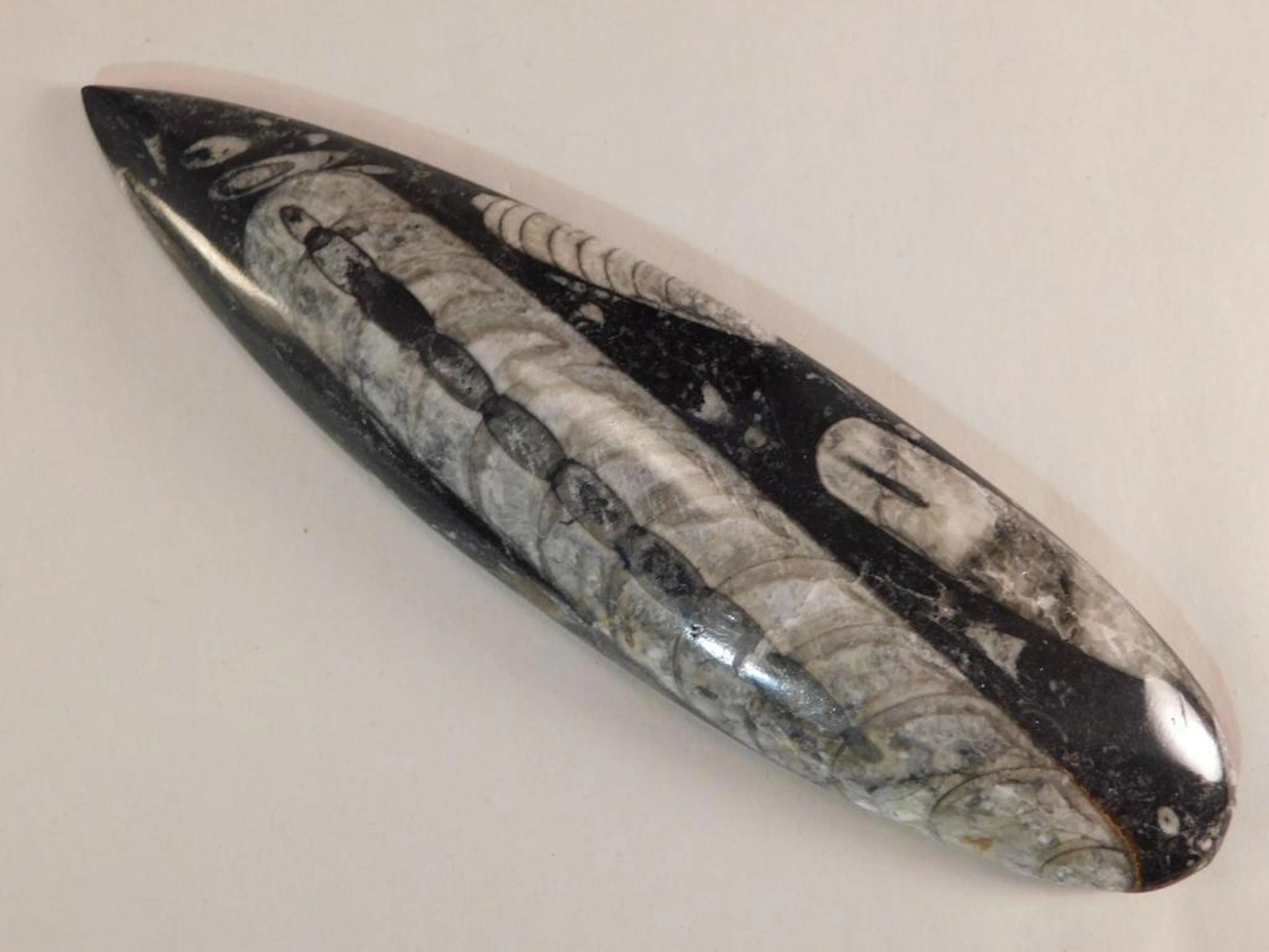 ORTHOCERAS FOSSILIZED