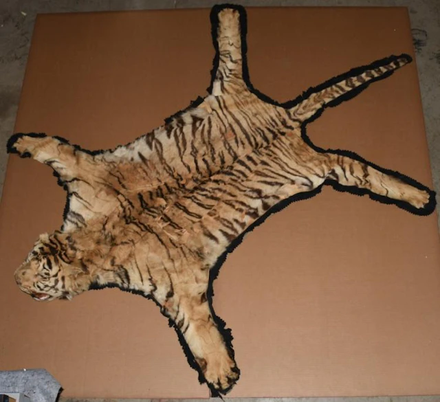 Antique Vintage African Tiger Skin Rug