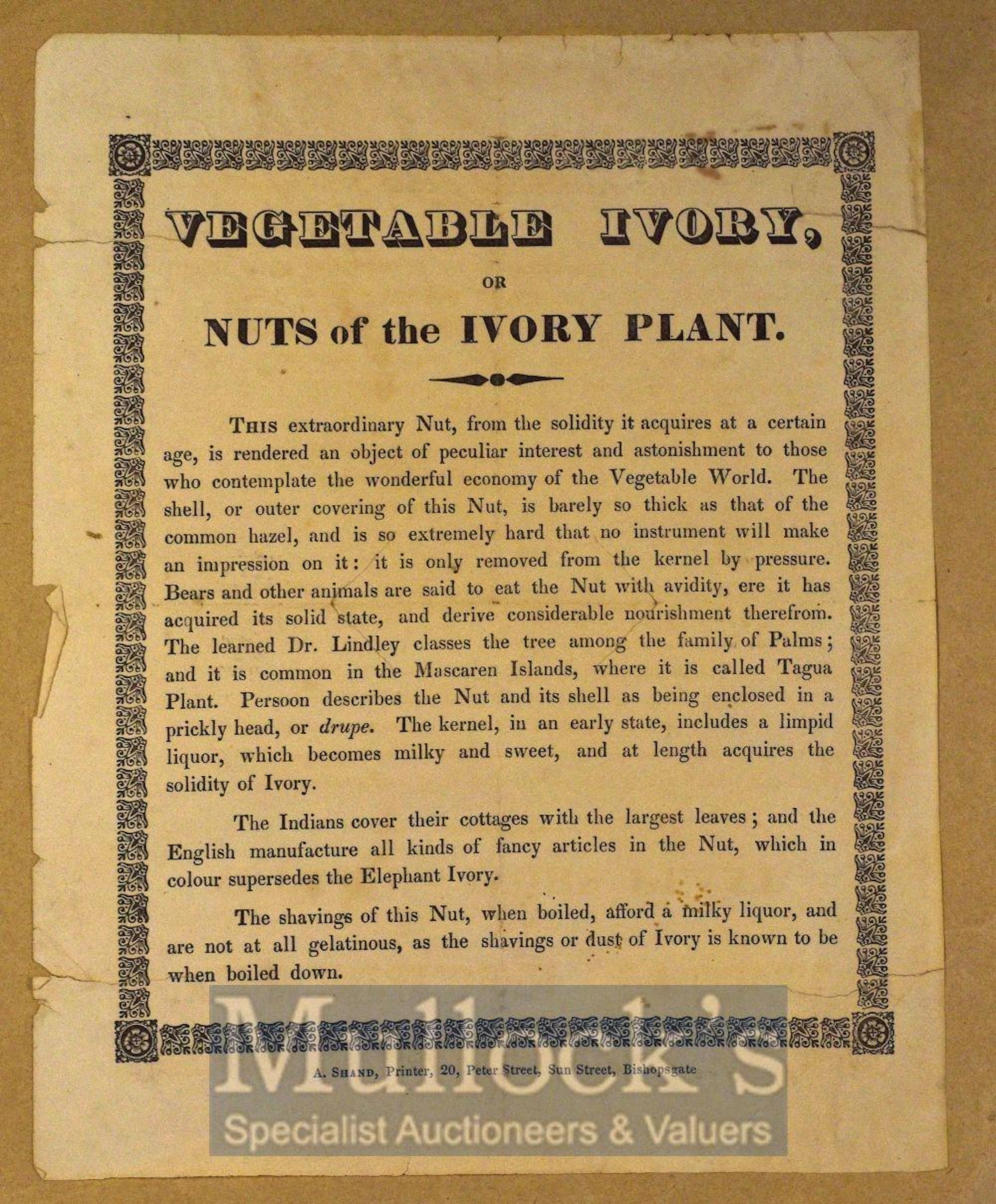 C.1830 Broadside ?Vegetable Ivory or Nuts of the Ivory Plant? A