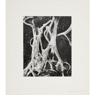 Brett Weston, (American, 1911-1993), "Tree Roots, Baja"
