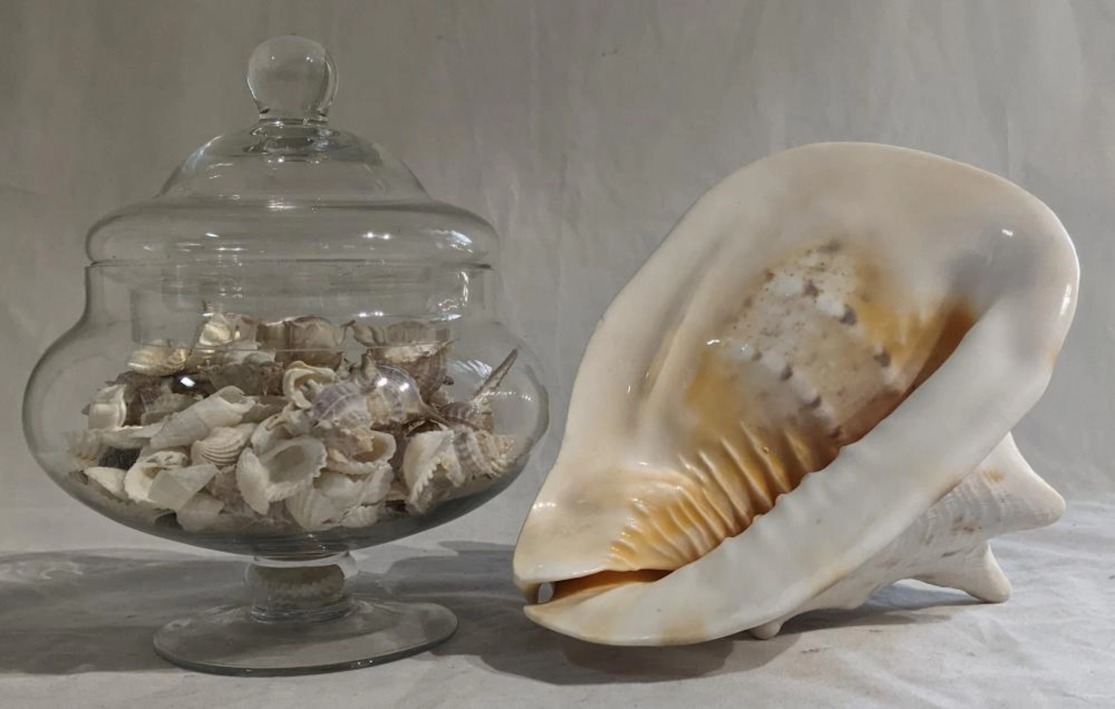 A Glass Bowl Containing Shells And A Large Sea Shell.