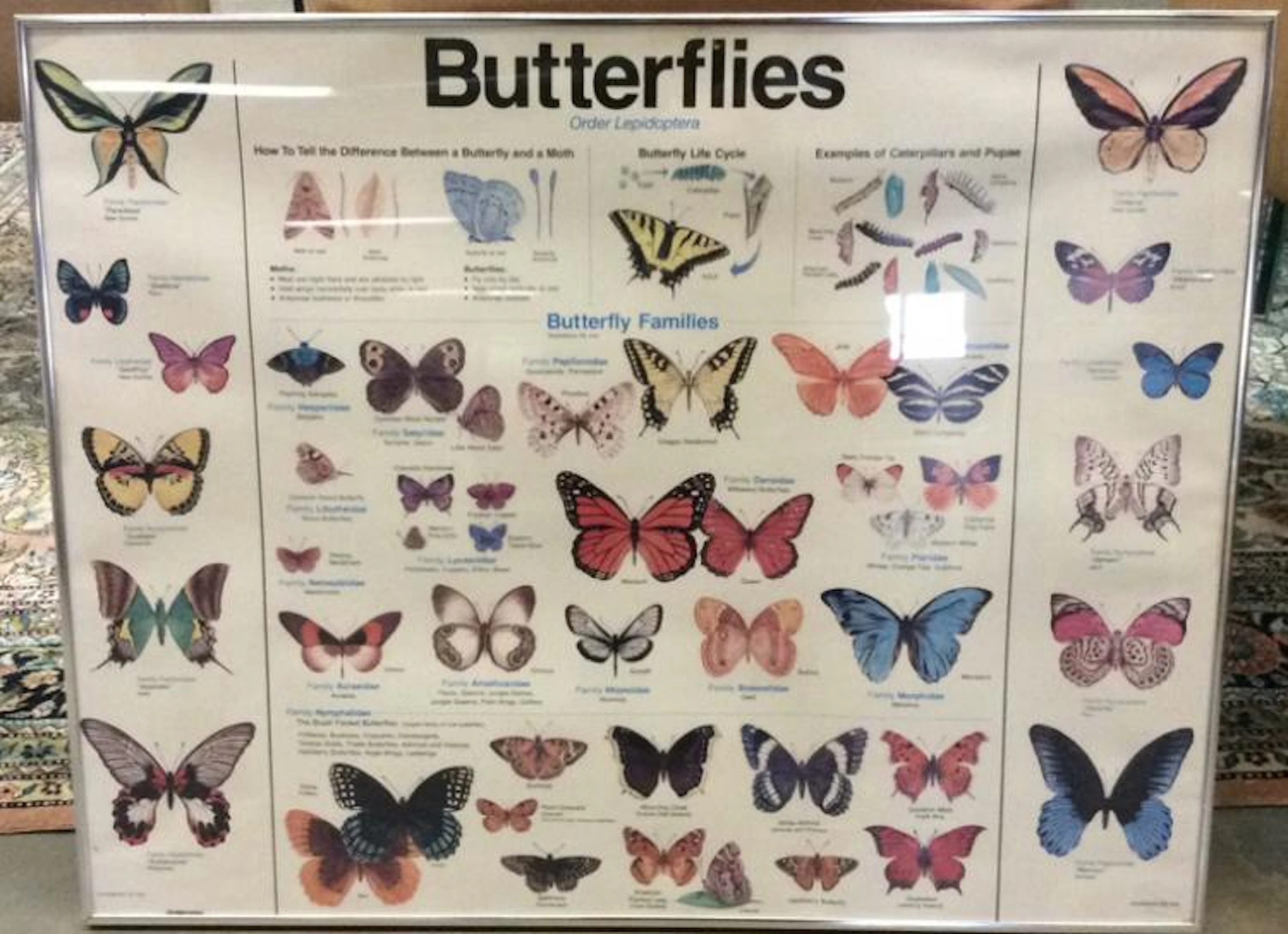 Framed Informational Butterfly Poster