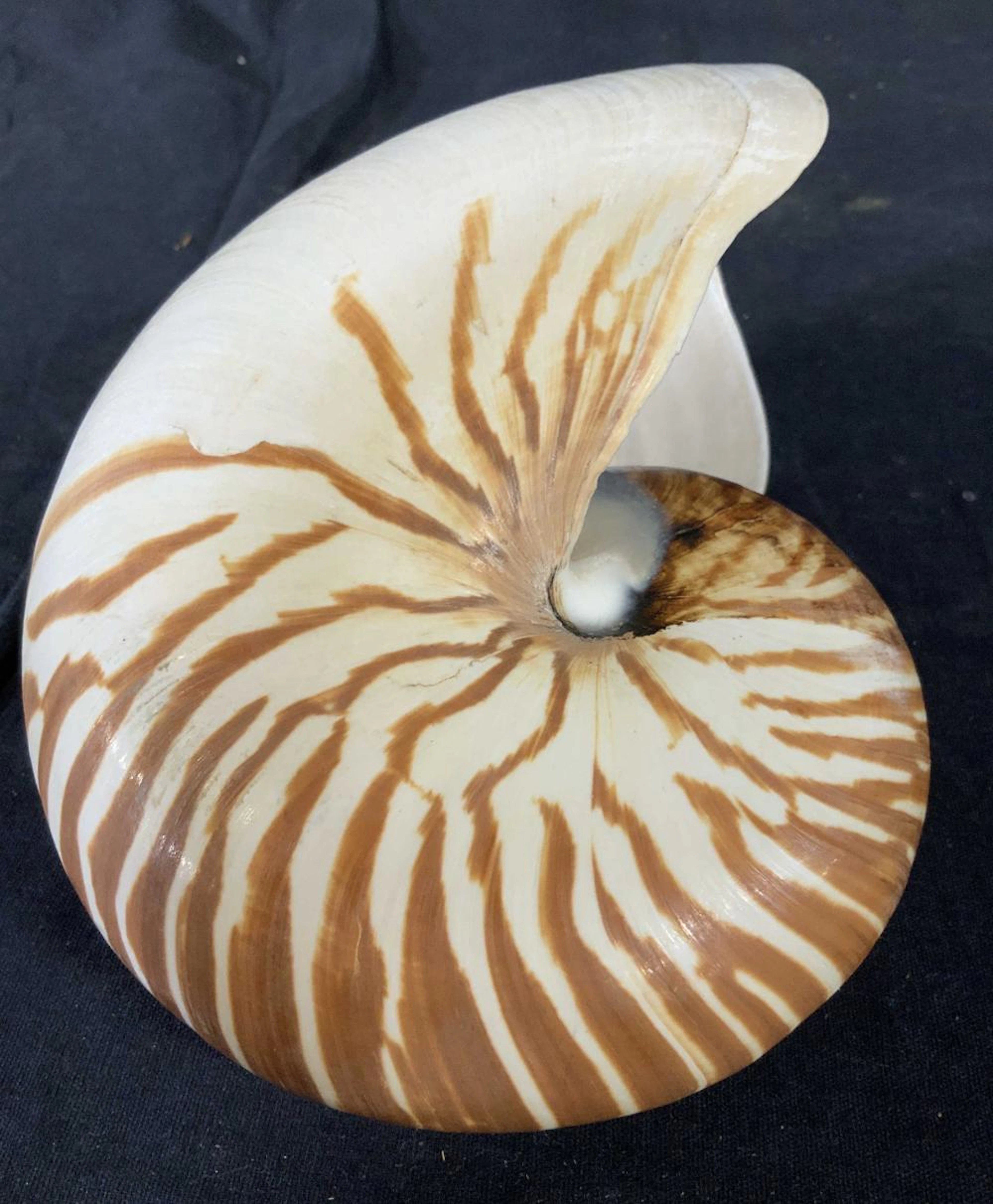 Large Natural Nautilus Shell , Organic Decor