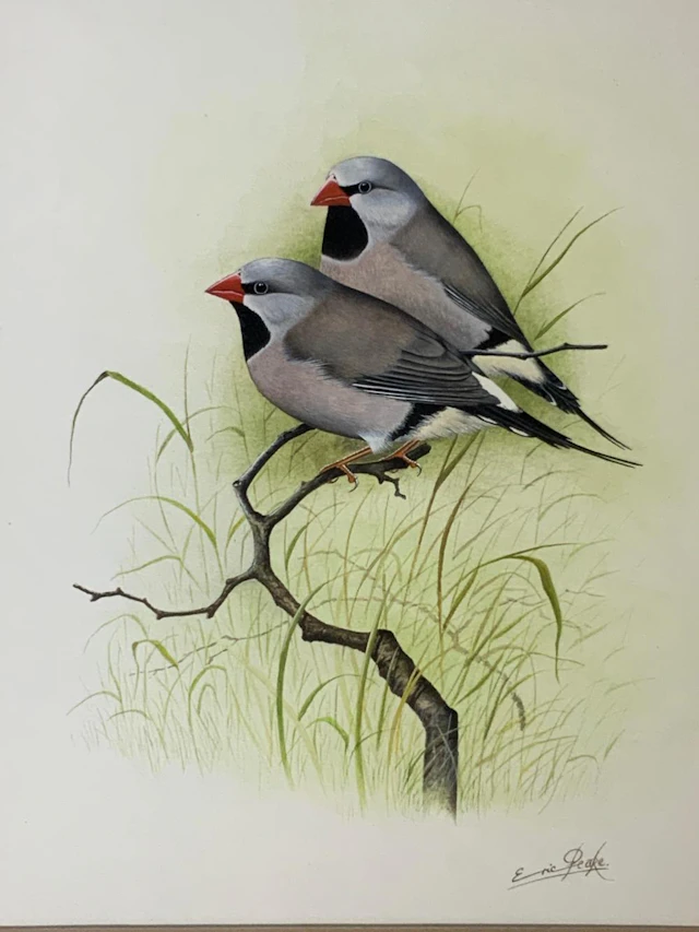 Eric Peake Wildlife Watercolor Painting Birds