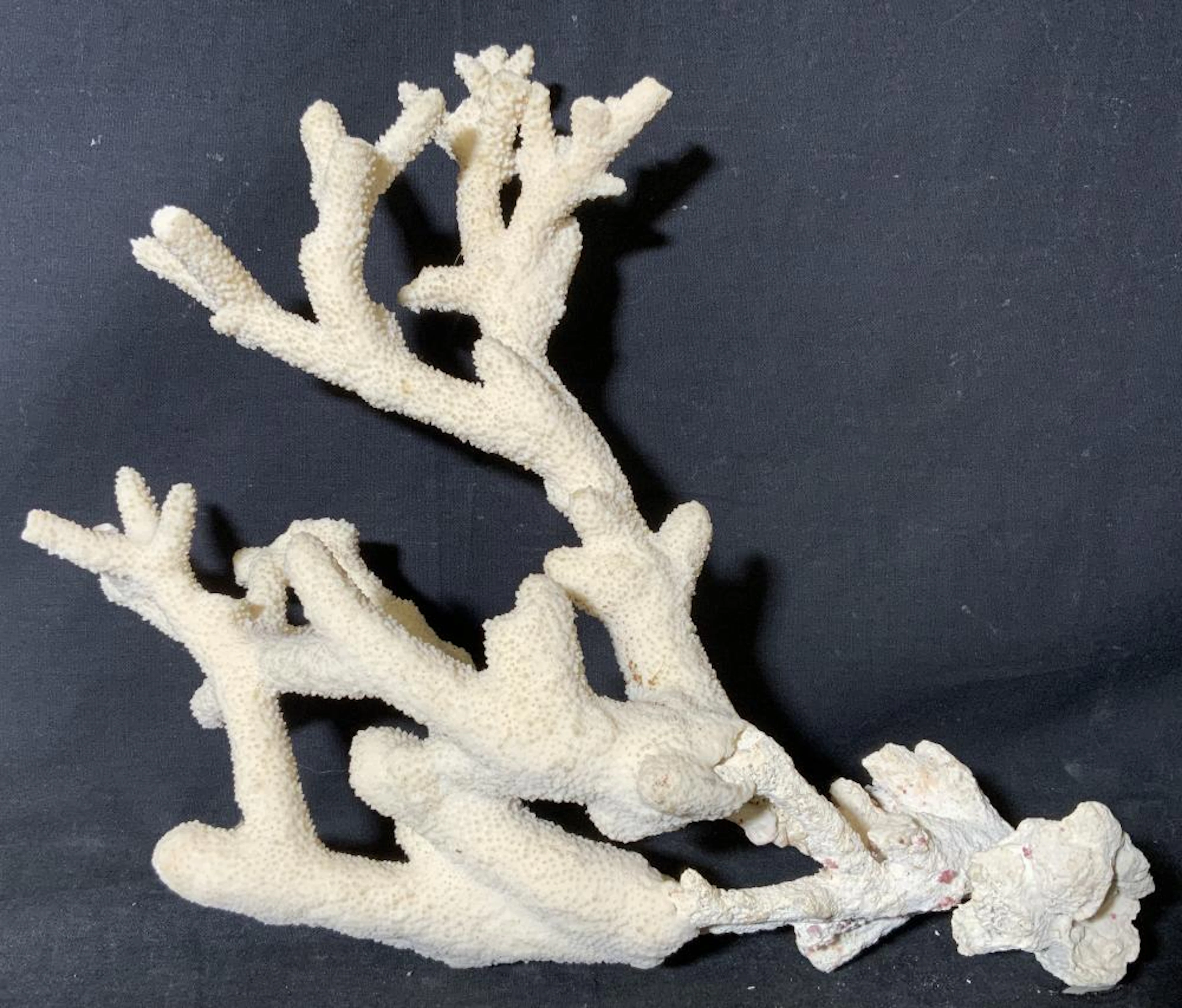 Organic White Branch Coral decorative Piece