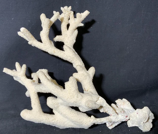 Organic White Branch Coral decorative Piece