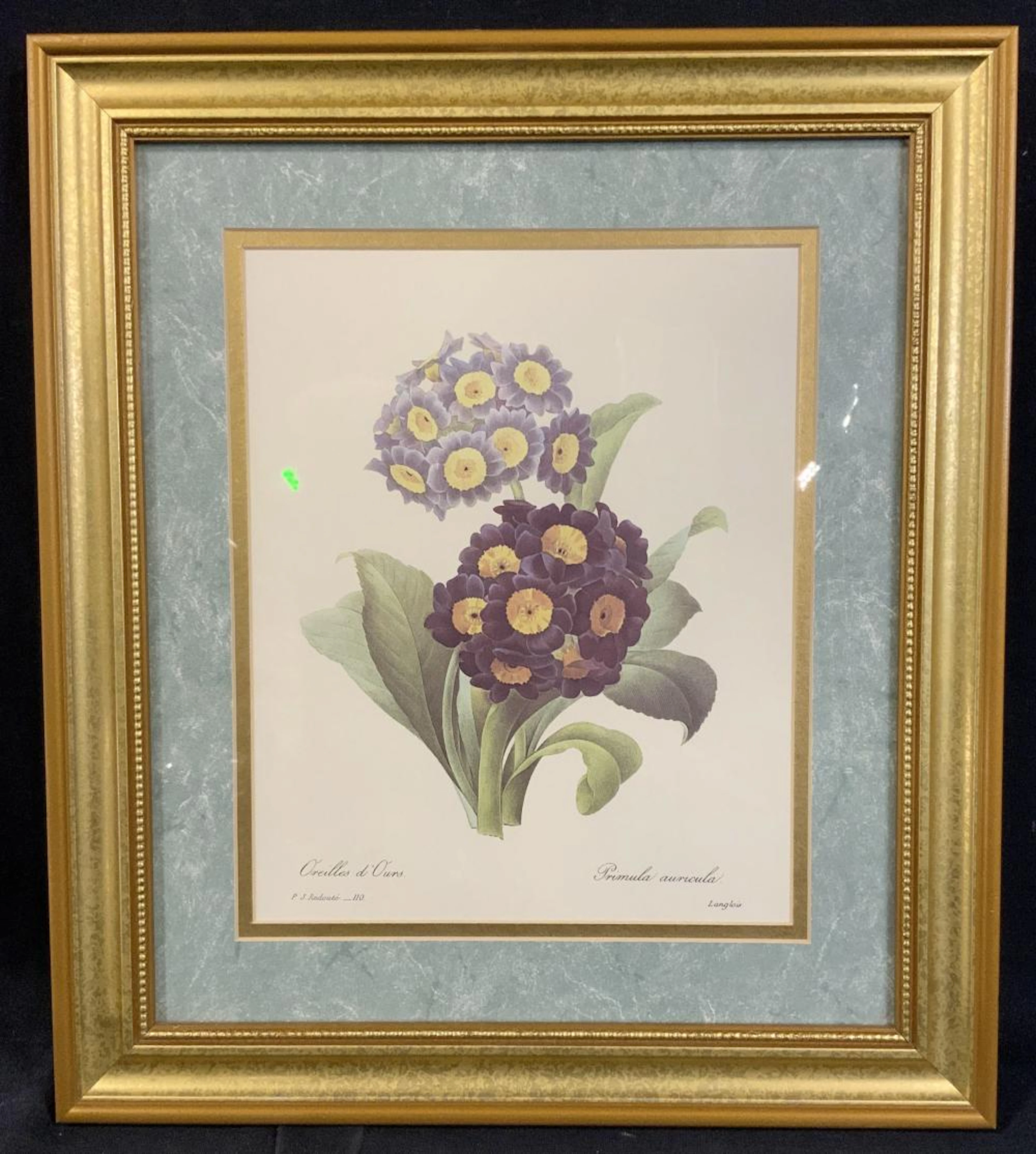 P.J. REDOUTÉ Botanical Engraving