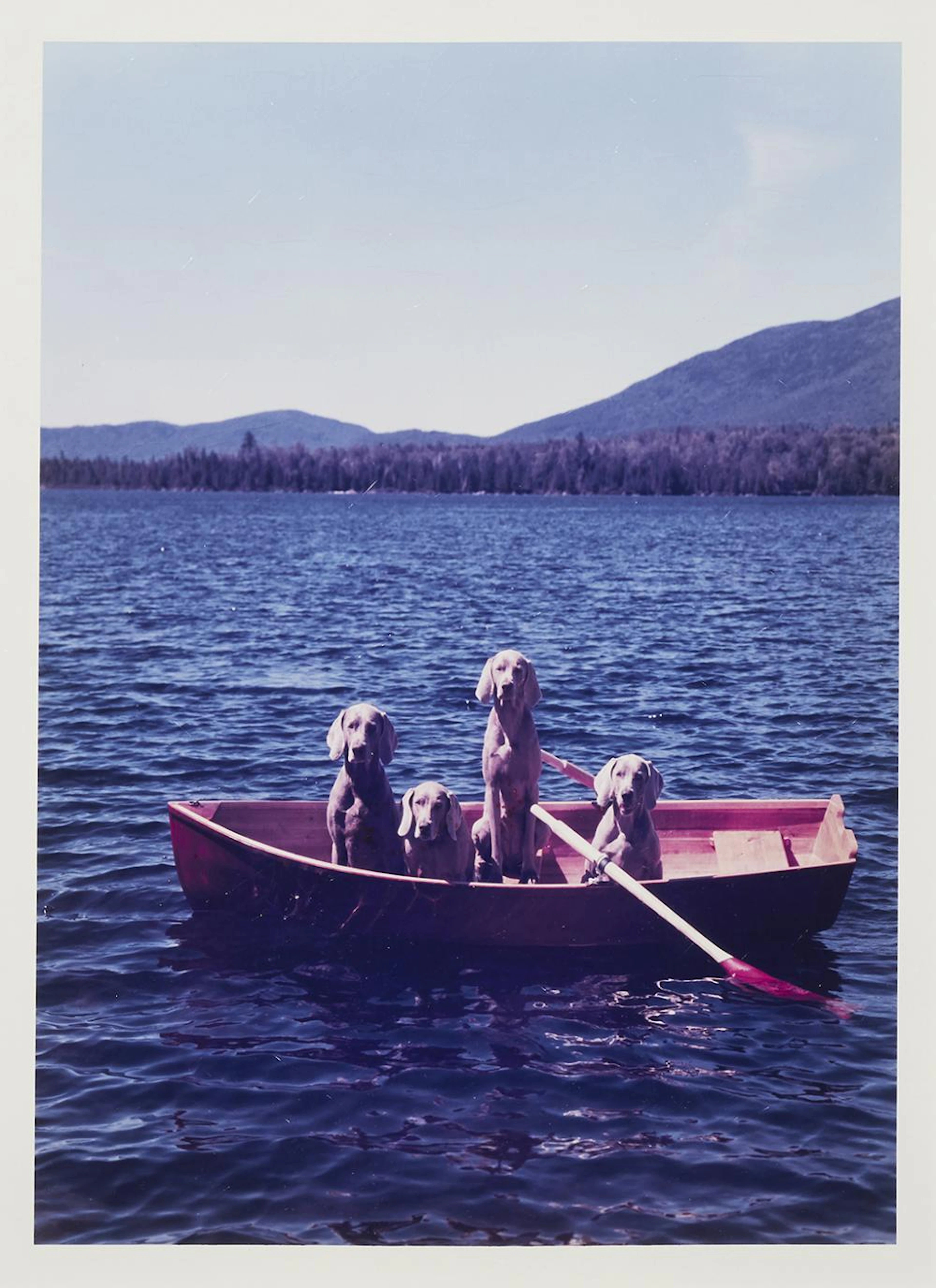 William Wegman (American, b. 1943) 4 Boating, 1993