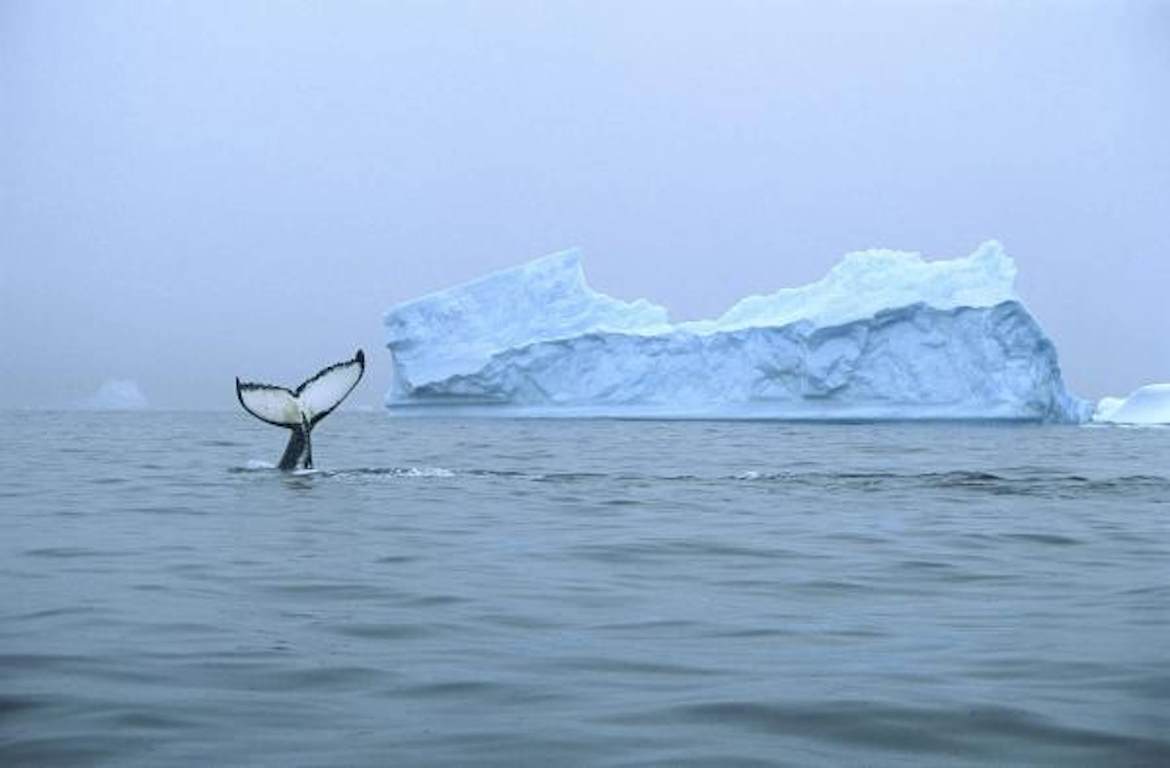 Colin Monteath - Humpback Whale Tail Near Iceberg, Antarctica
