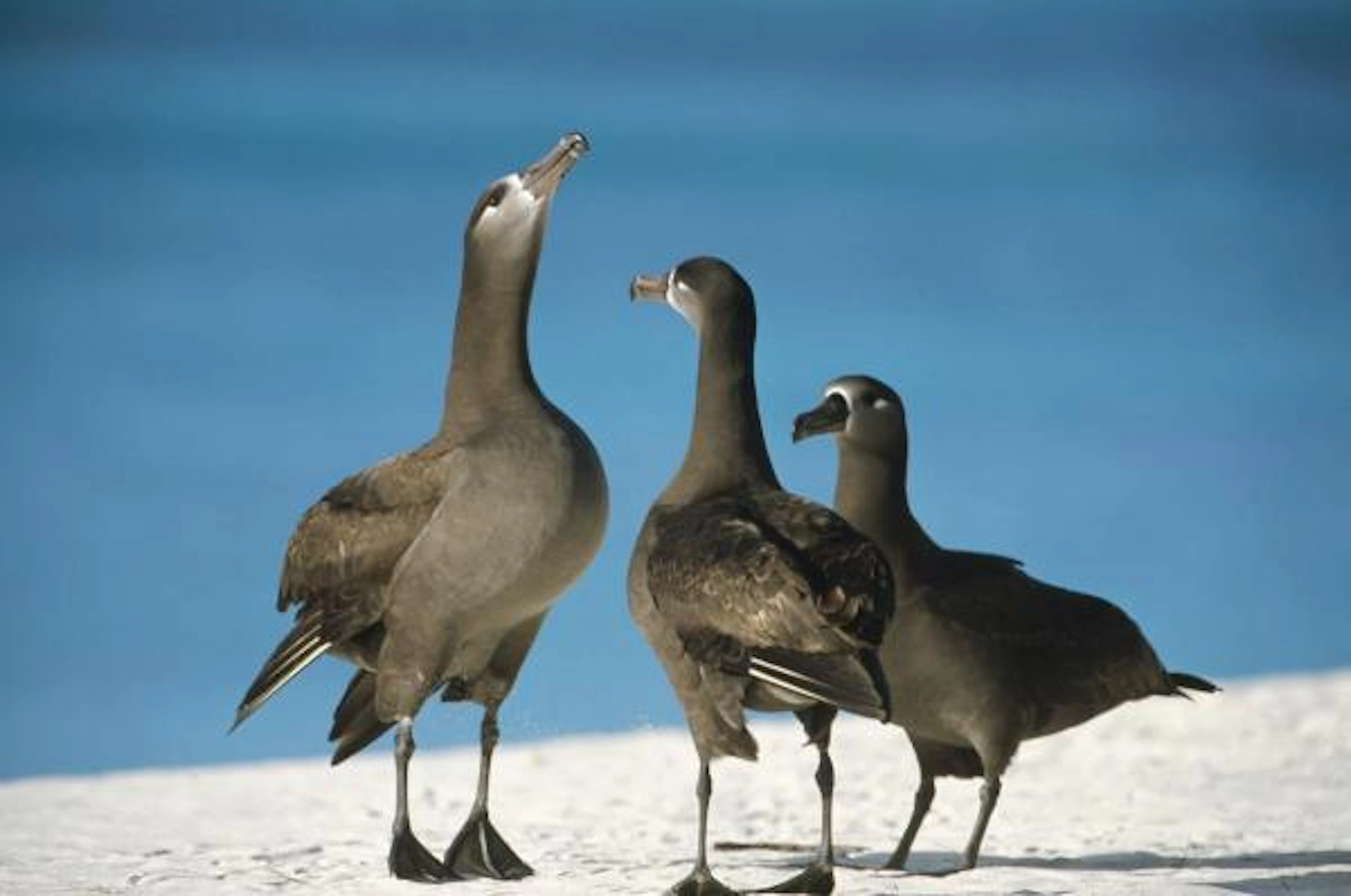 Tui De Roy - Black-footed Albatross Gamming Group, Midway Atoll, Hawaii