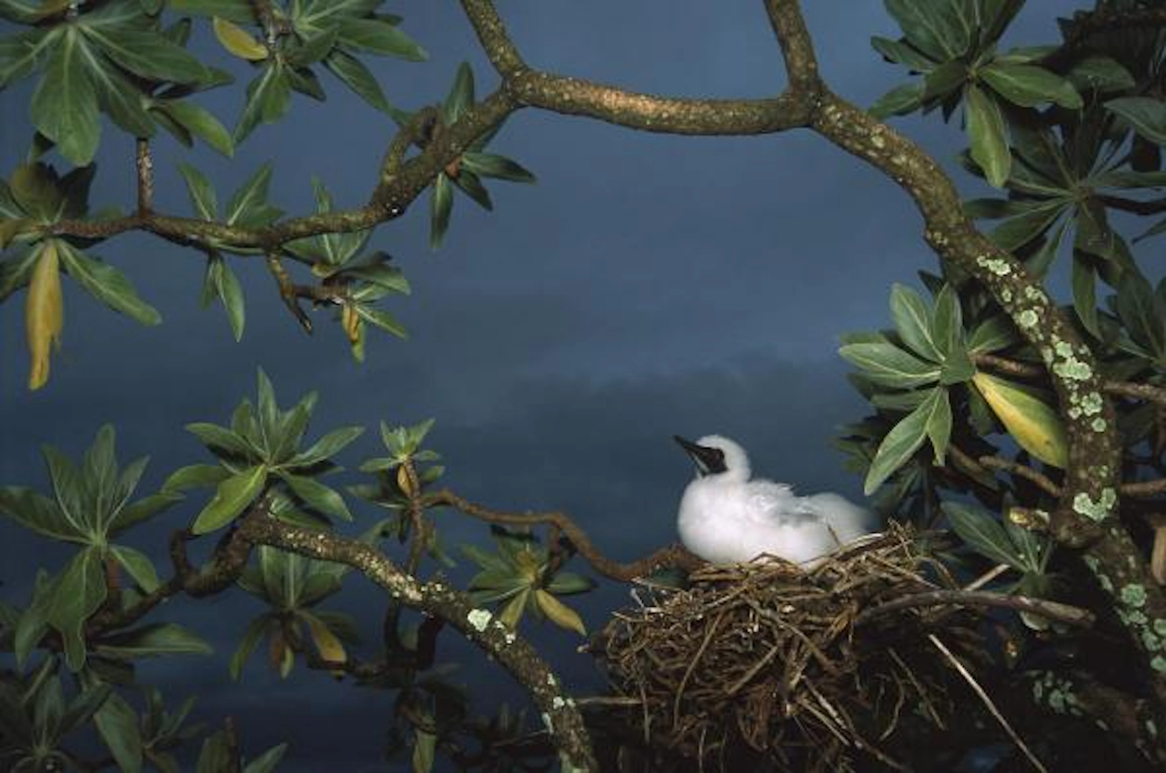 Tui De Roy - Red-footed Booby Nesting, Palmyra Atoll Nwr, Us Line Islands