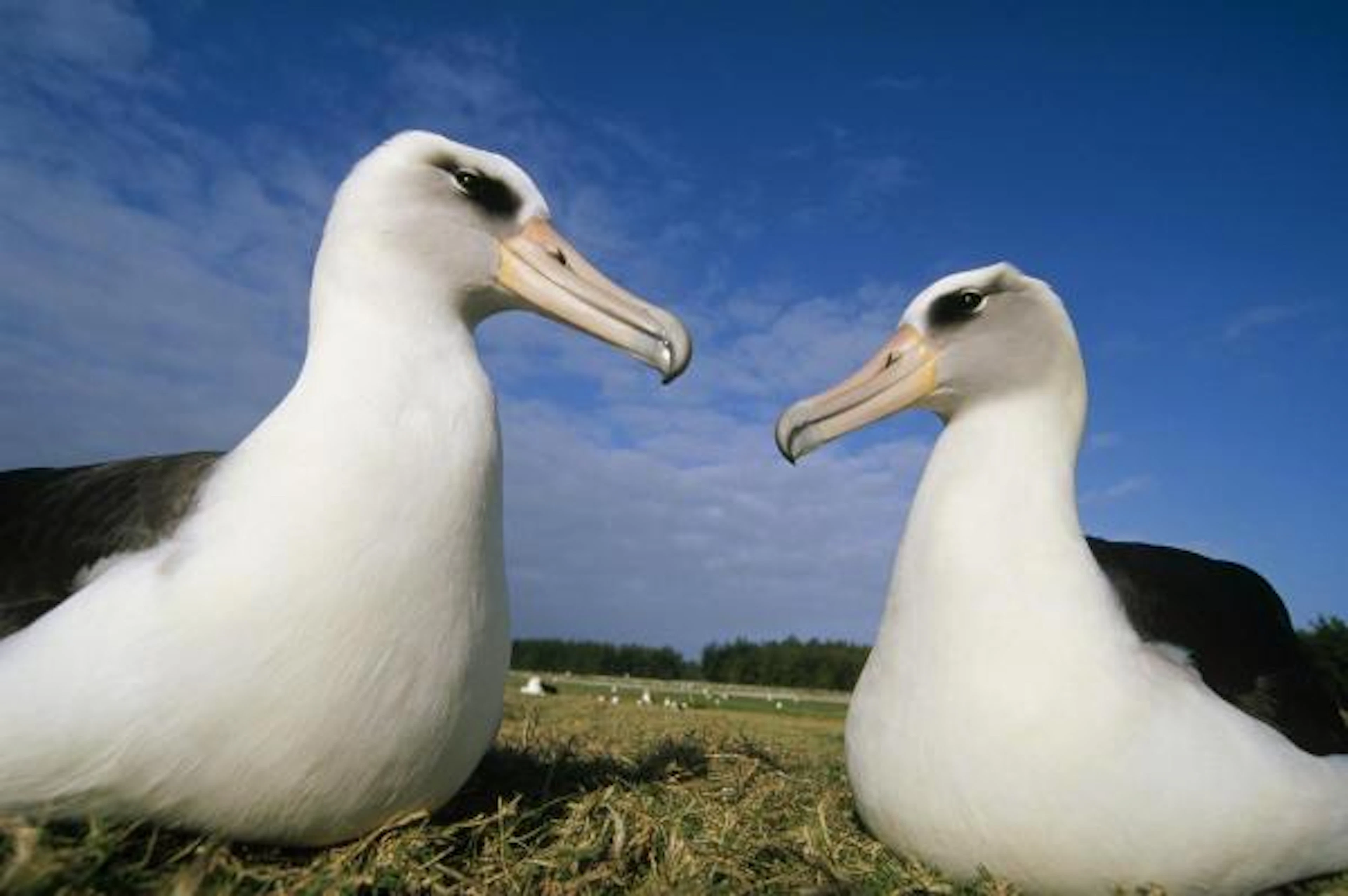 Tui De Roy - Laysan Albatross Pair At Colony Periphery, Midway Atoll, Hawaii