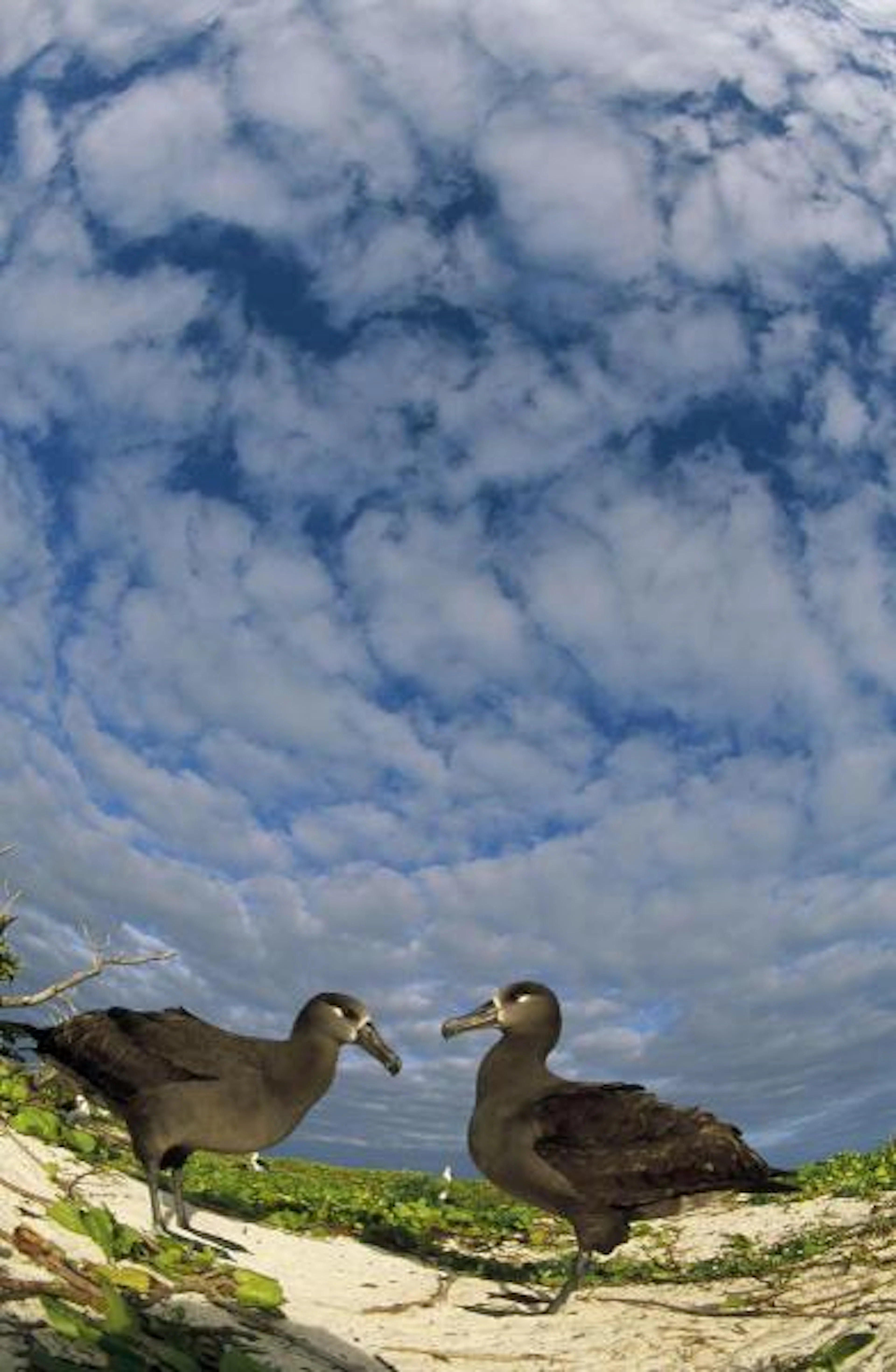 Tui De Roy - Black-footed Albatross Courtship Dance, Midway Atoll, Hawaii
