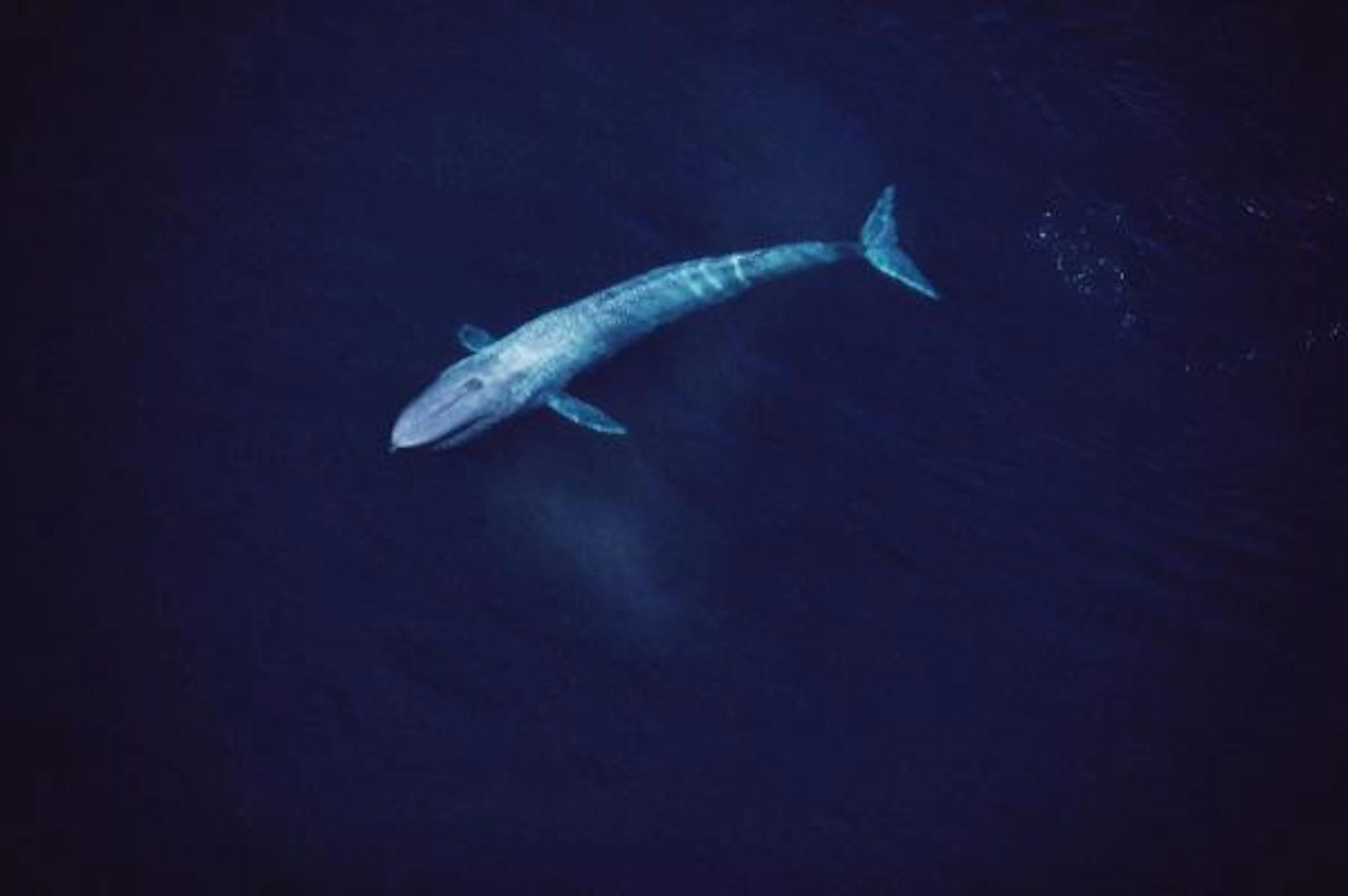 Flip Nicklin - Blue Whale Aerial View Of An 80 Foot Individual