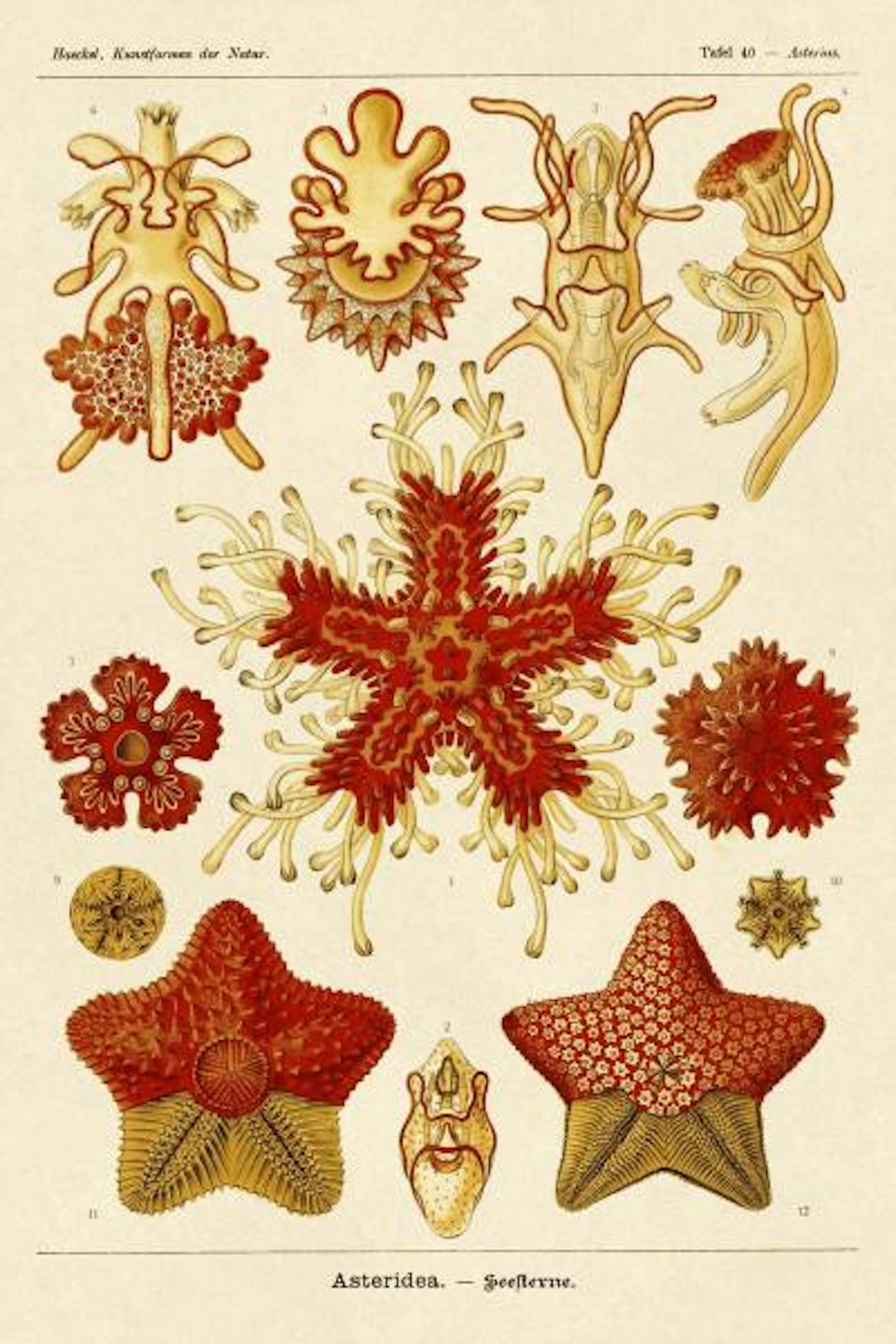 ERNST HAECKEL - HAECKEL NATURE ILLUSTRATIONS: STARFISH