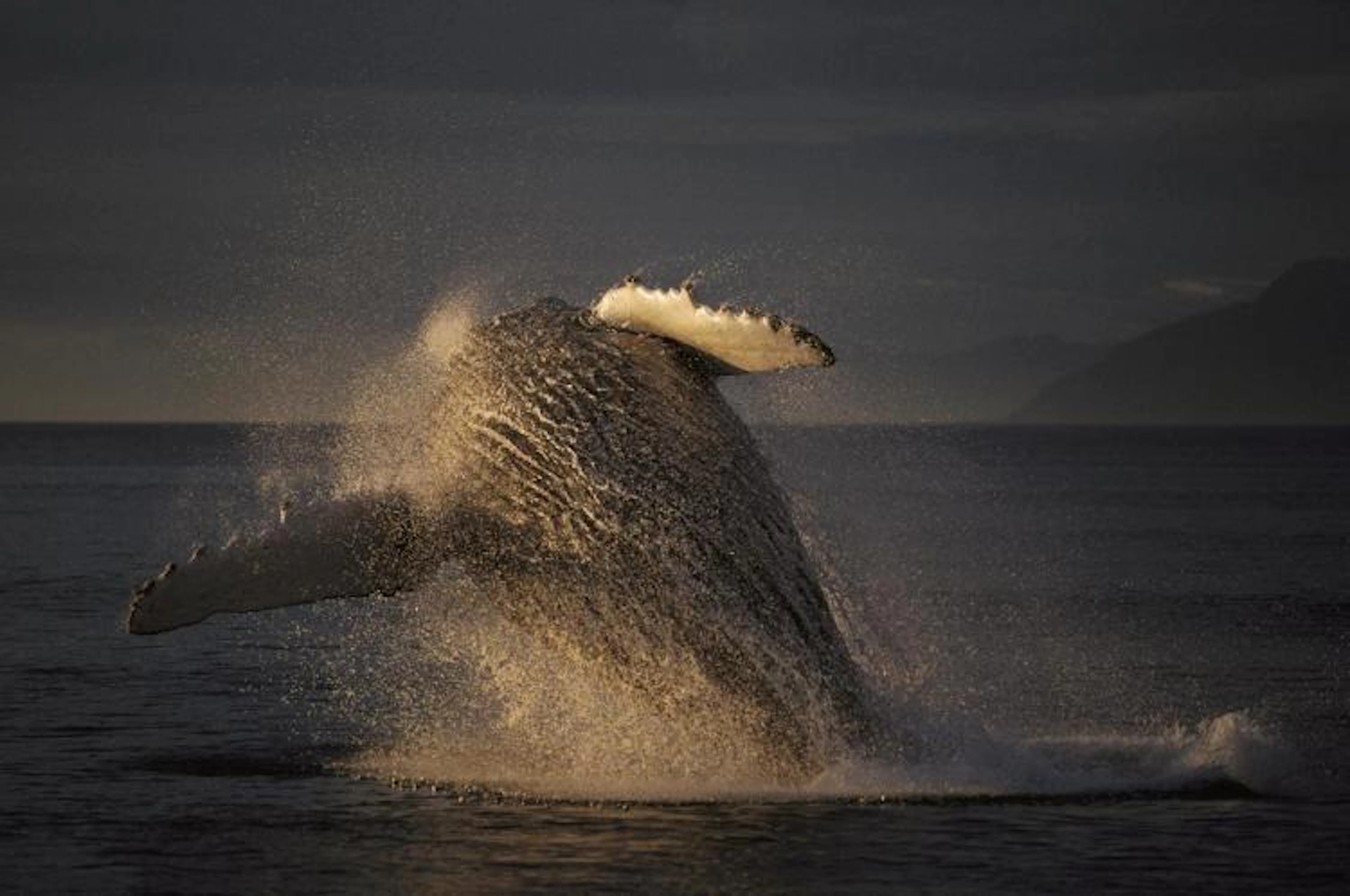 HIROYA MINAKUCHI - HUMPBACK WHALE BREACHING, SOUTHEAST ALASKA