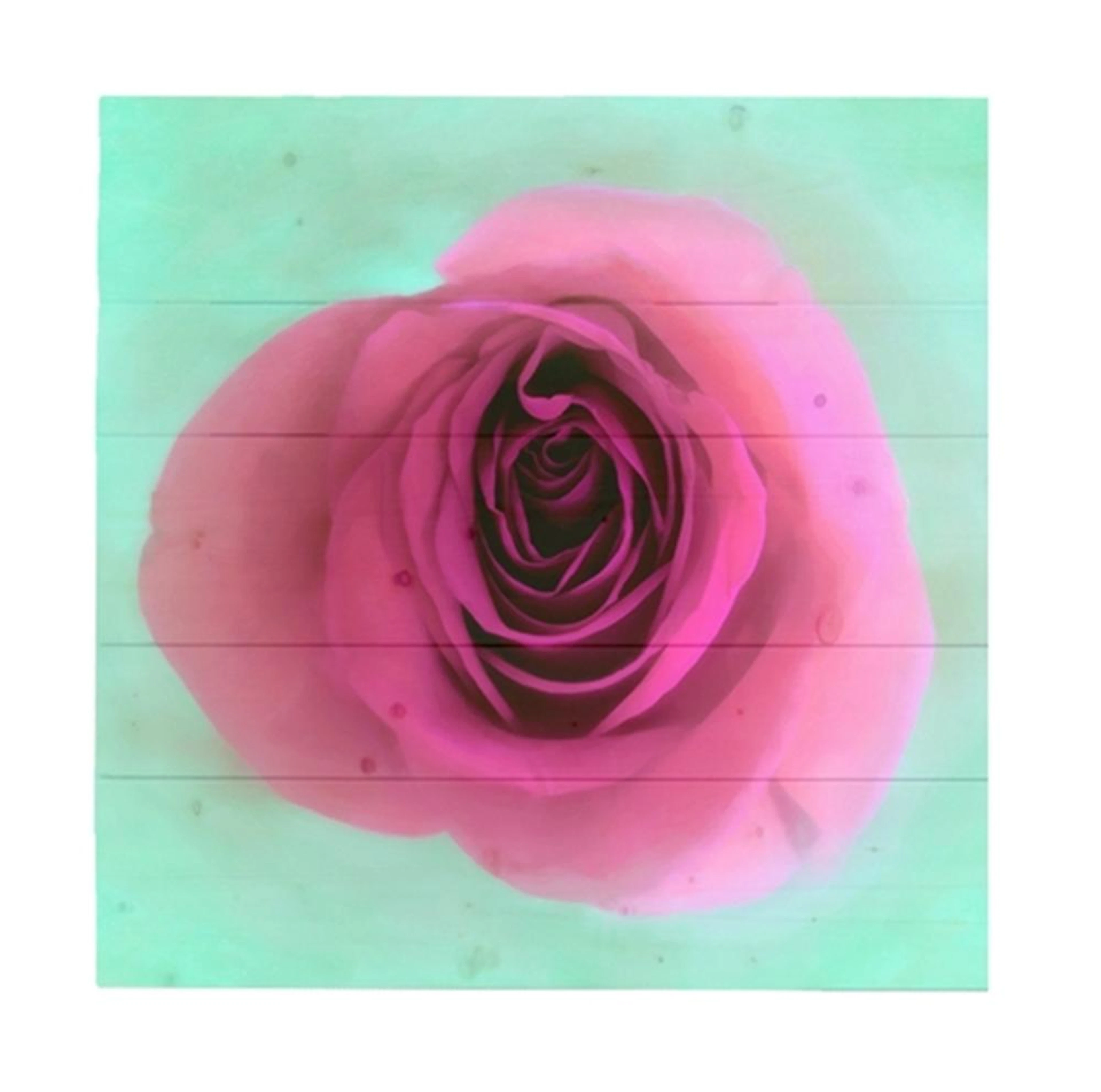 Hal Halli - Rose