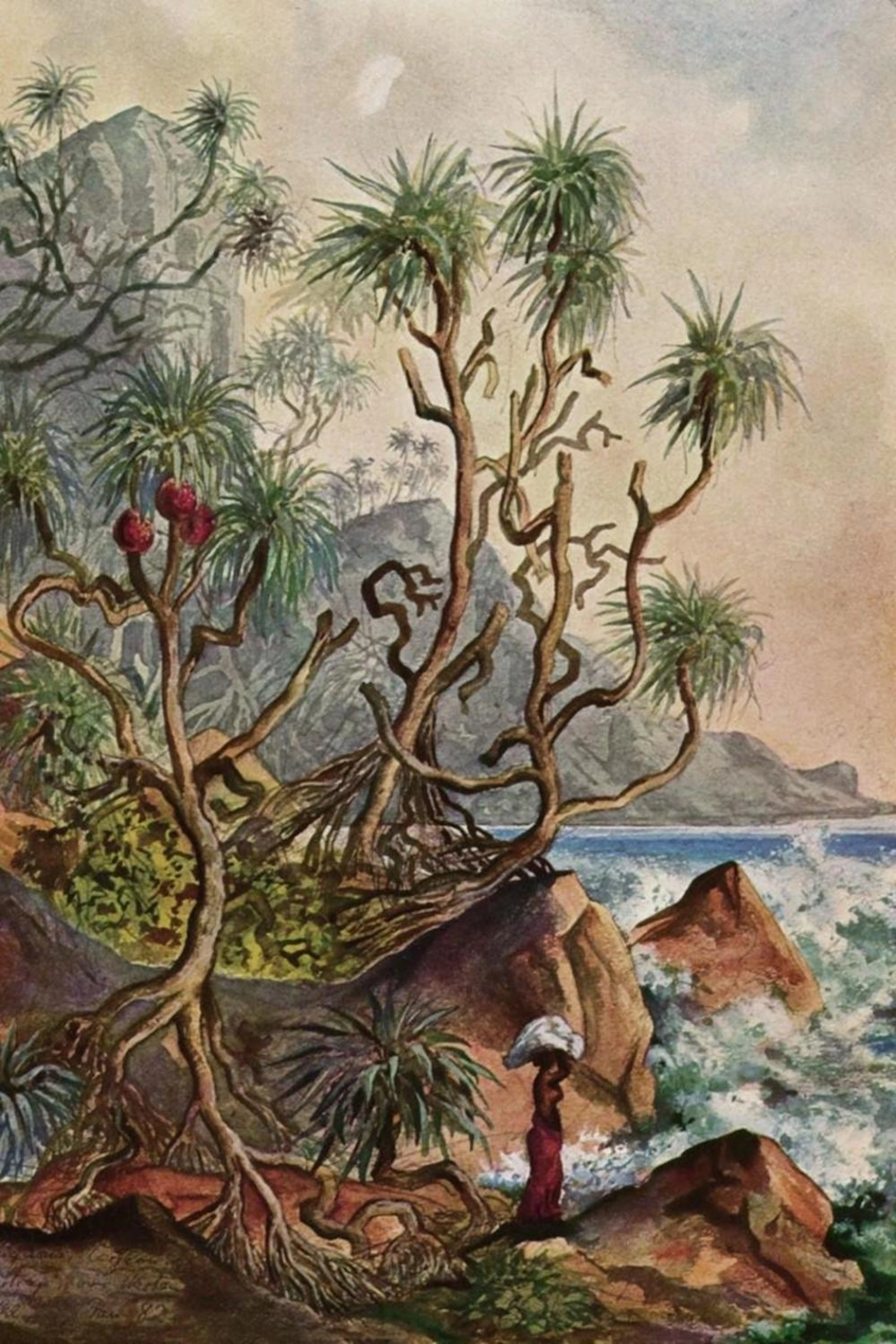 ERNST HAECKEL PANDANUS BEI MATURA SCHRAUBENPALMEN AN DER SüDKüSTE VON CEYLON