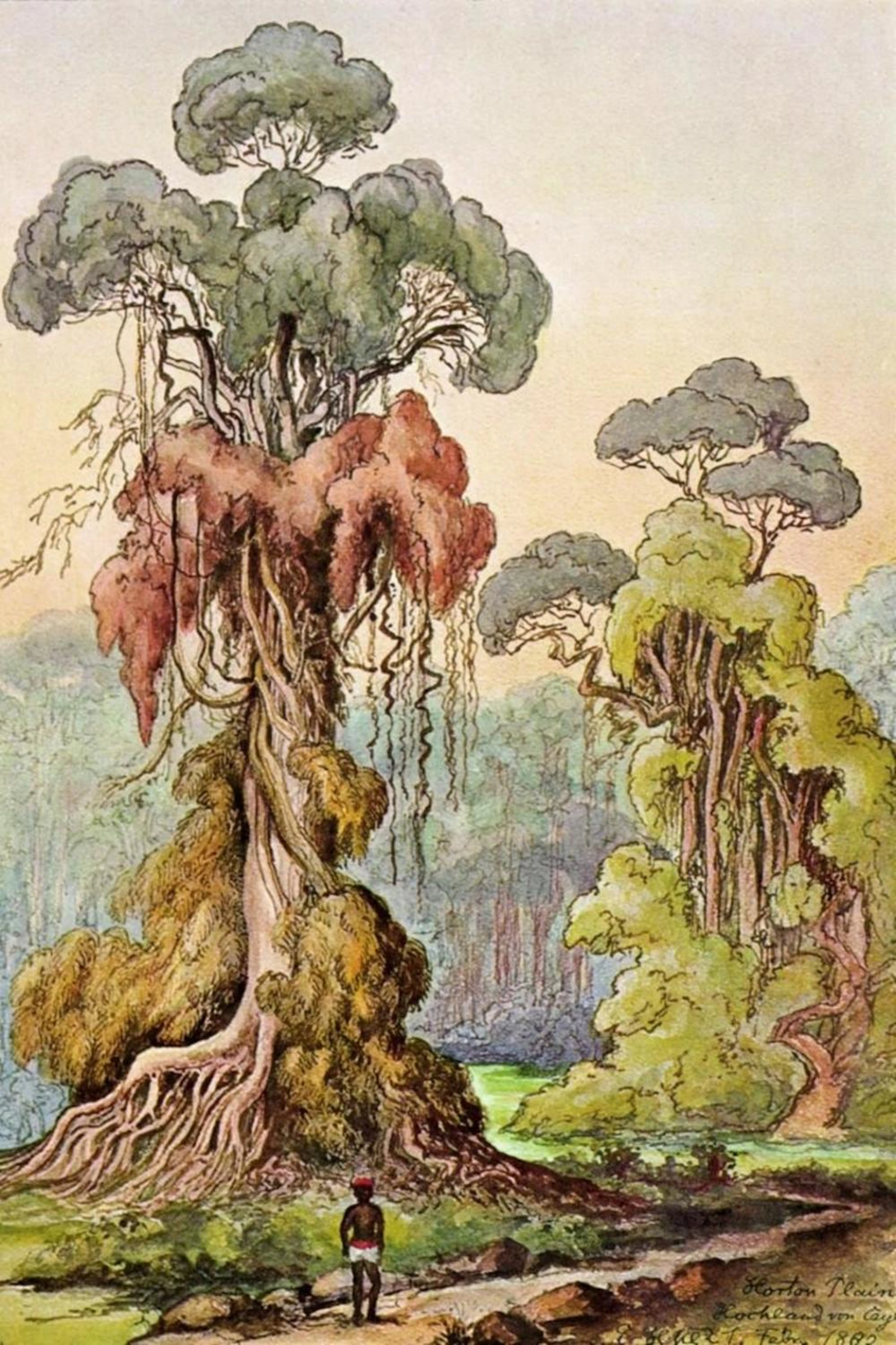 ERNST HAECKEL LIANEN-MäNTEL AN SäULENBäUMEN HOCHLAND VON CEYLON