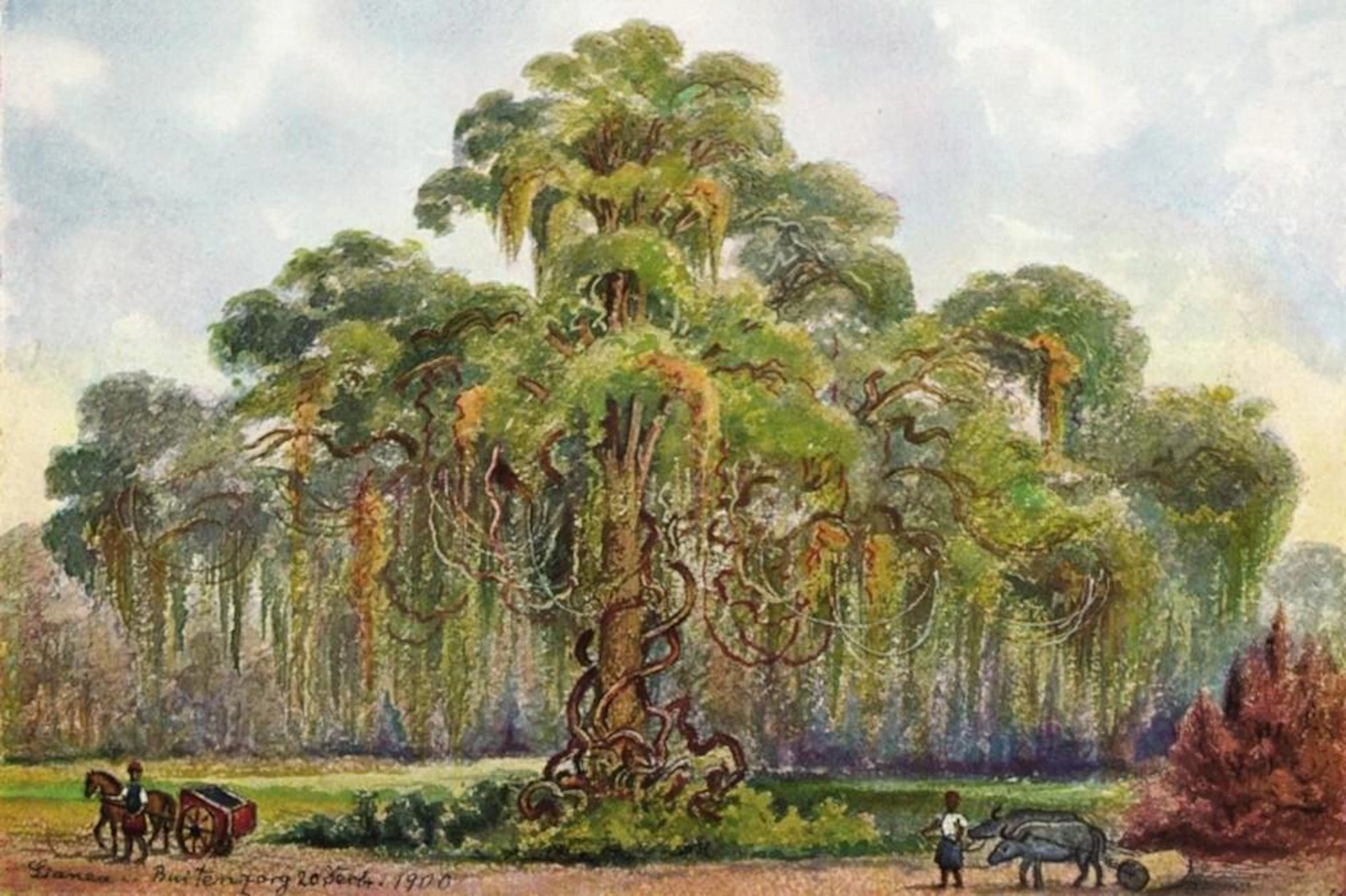 ERNST HAECKEL TERMINALIA AUF JAVA RIESENBAUM MIT LIANEN