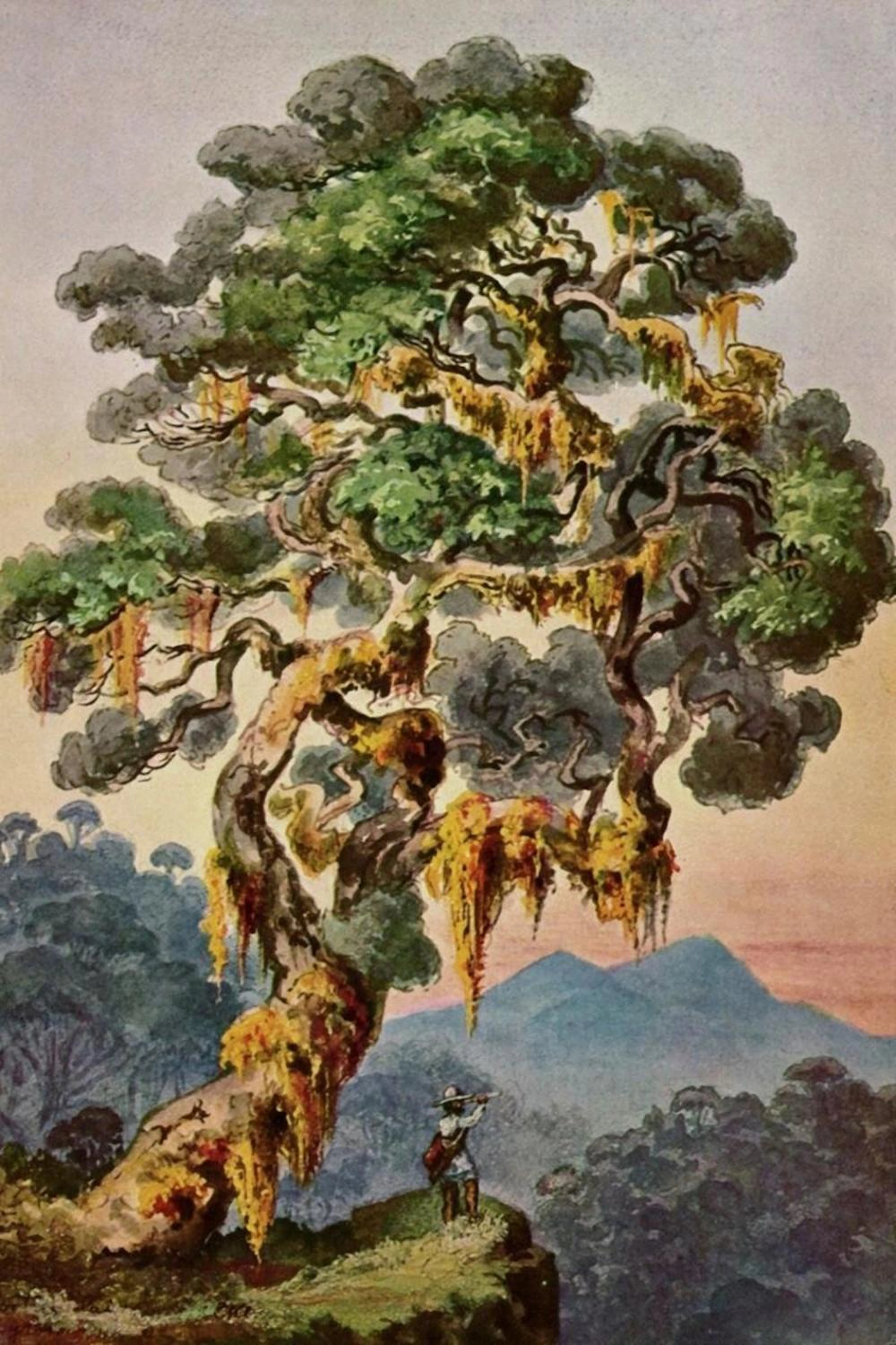 ERNST HAECKEL DER VULKAN MERAPI AUF SUMATRA HOCHLAND VON PADANG