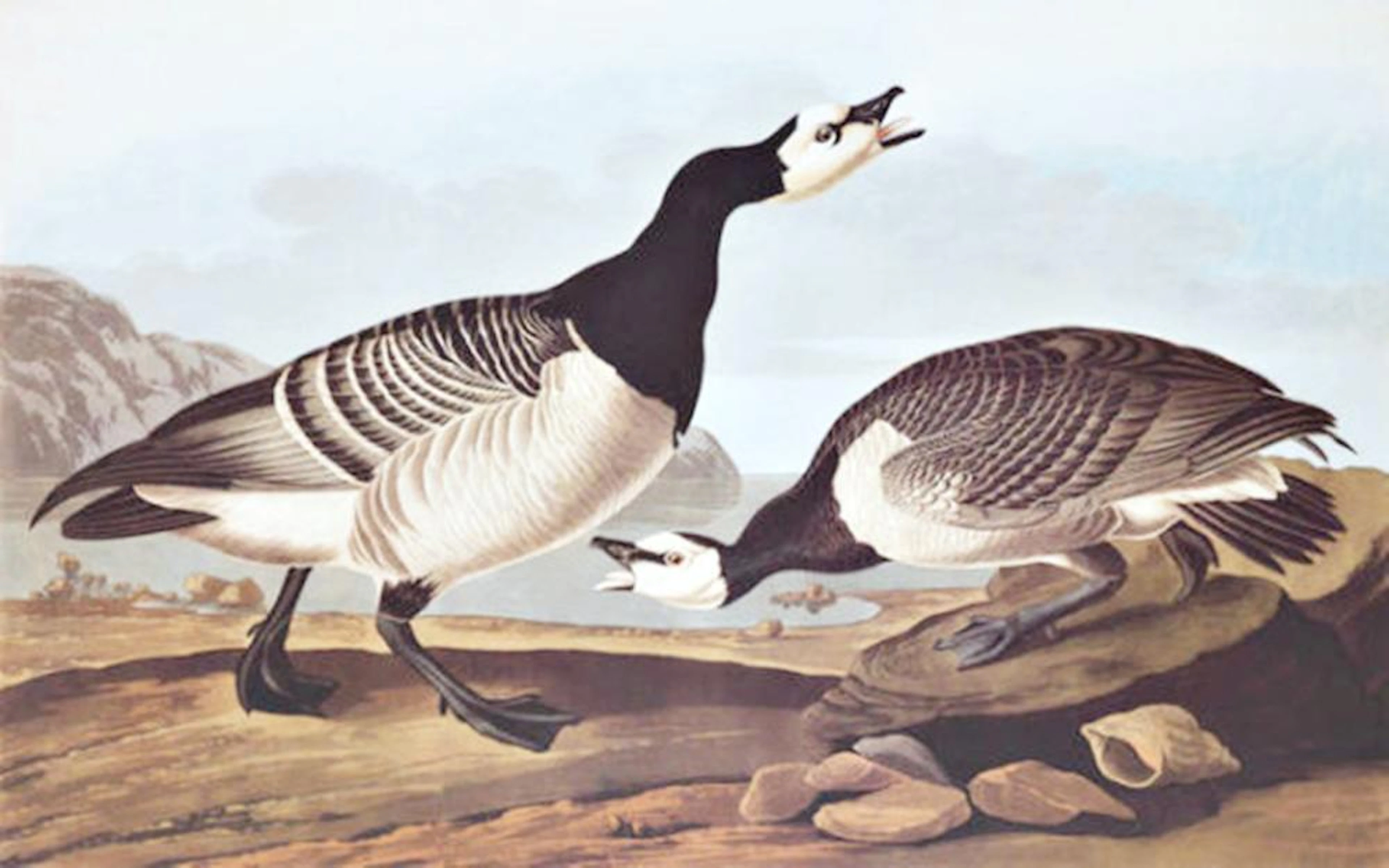 JOHN JAMES AUDUBON BARNACLE GOOSE