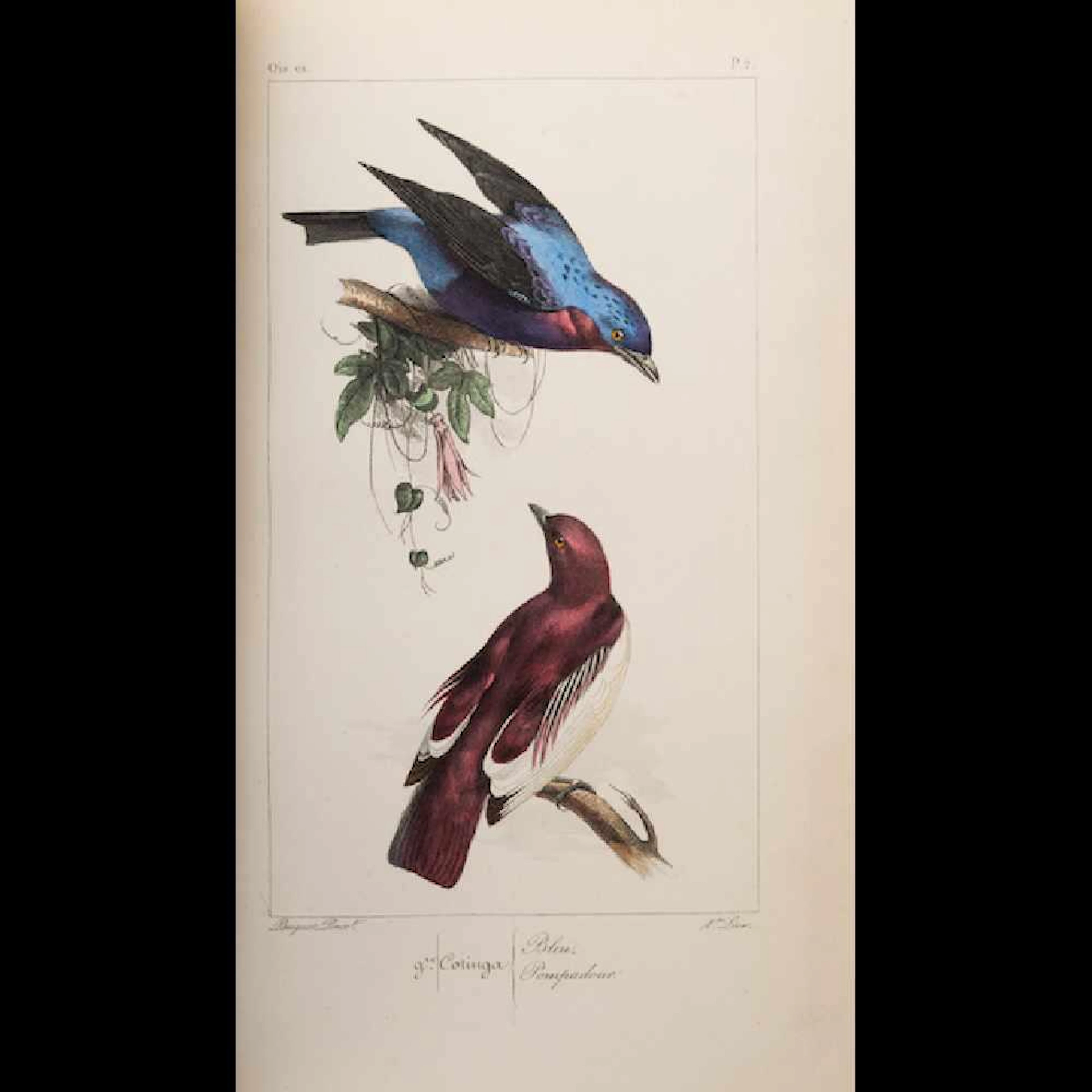 Florent PRÉVOST ET C. L. LEMAIRE - Histoire naturelle d