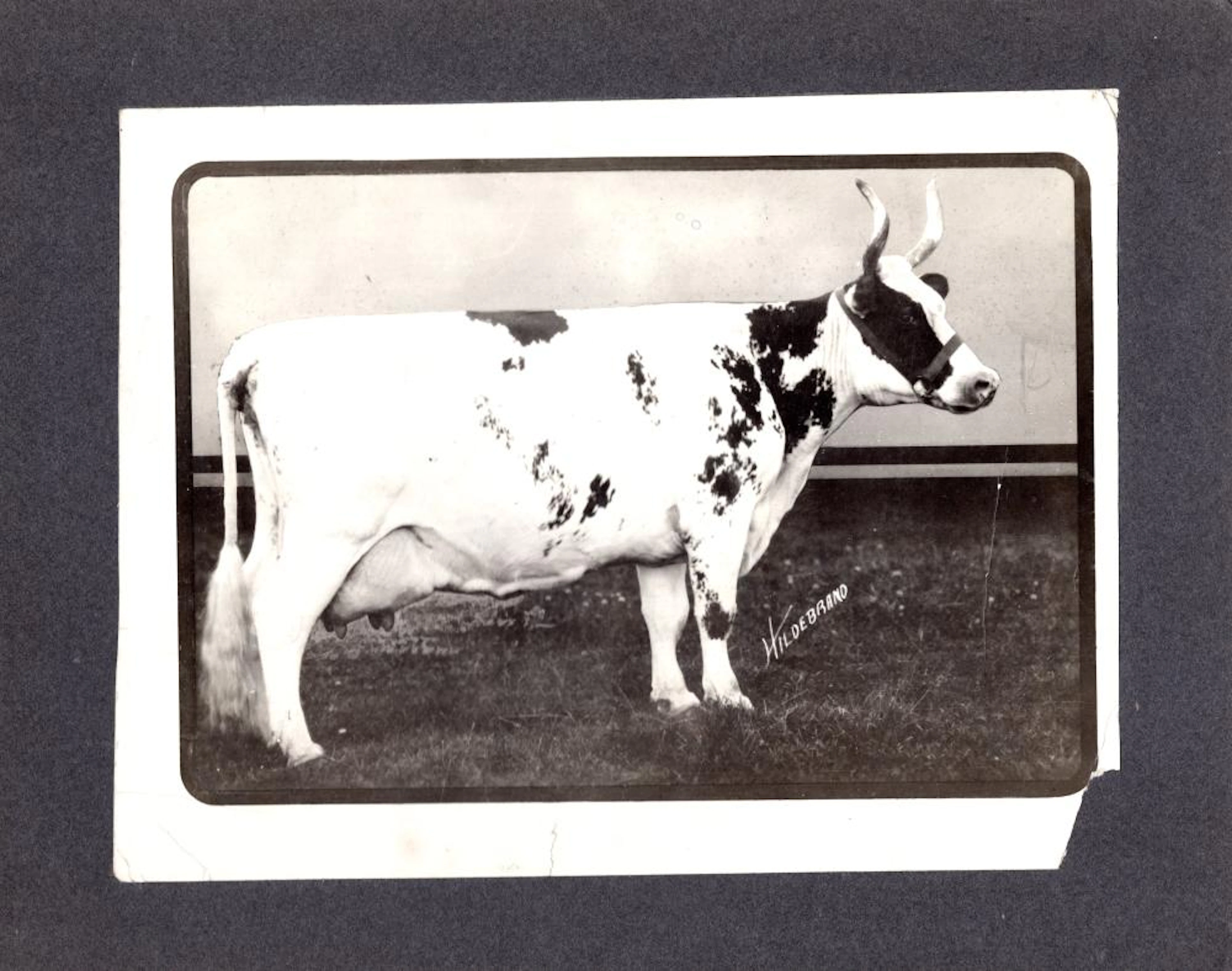 Show cow mounted photograph