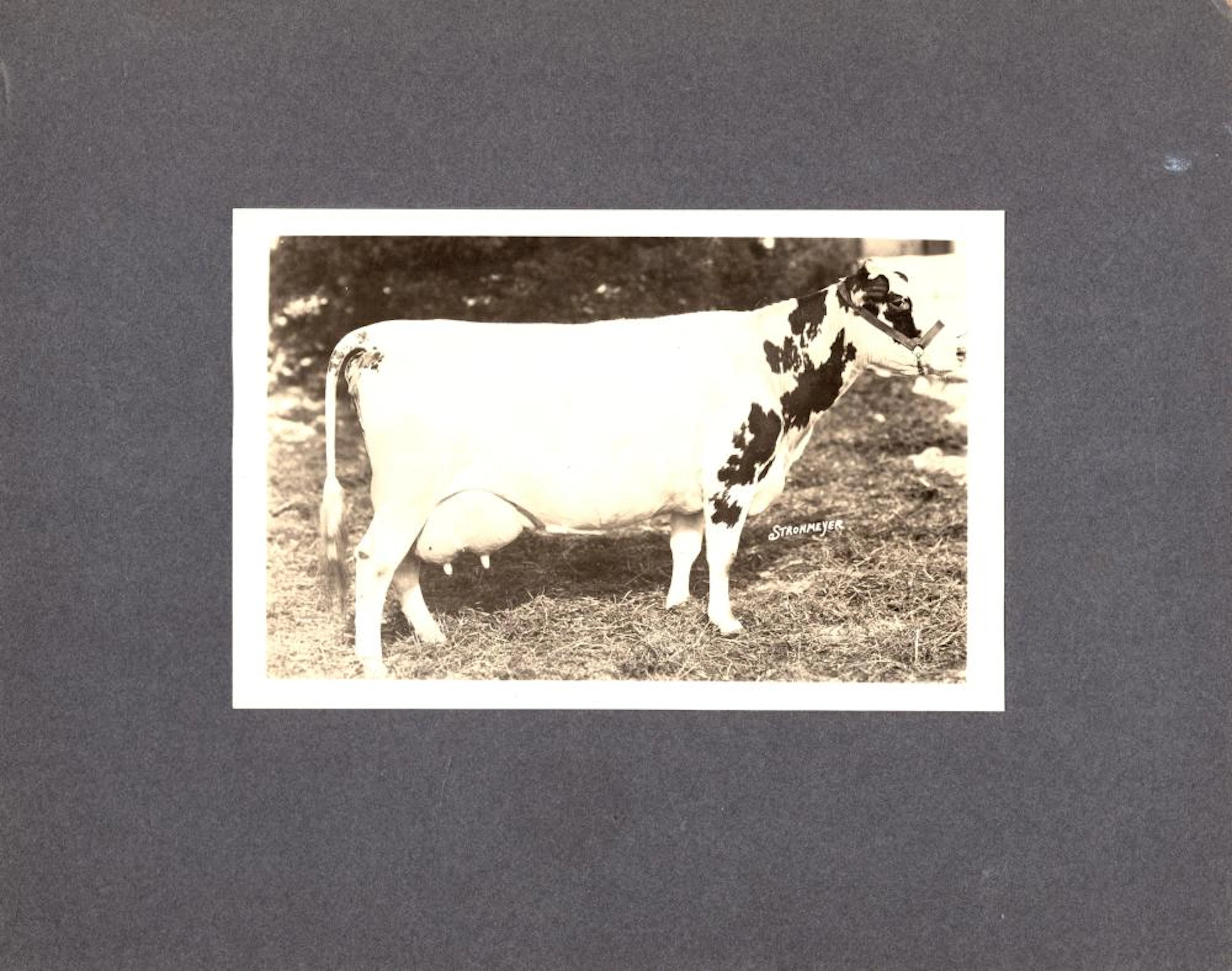 Show cow mounted photograph