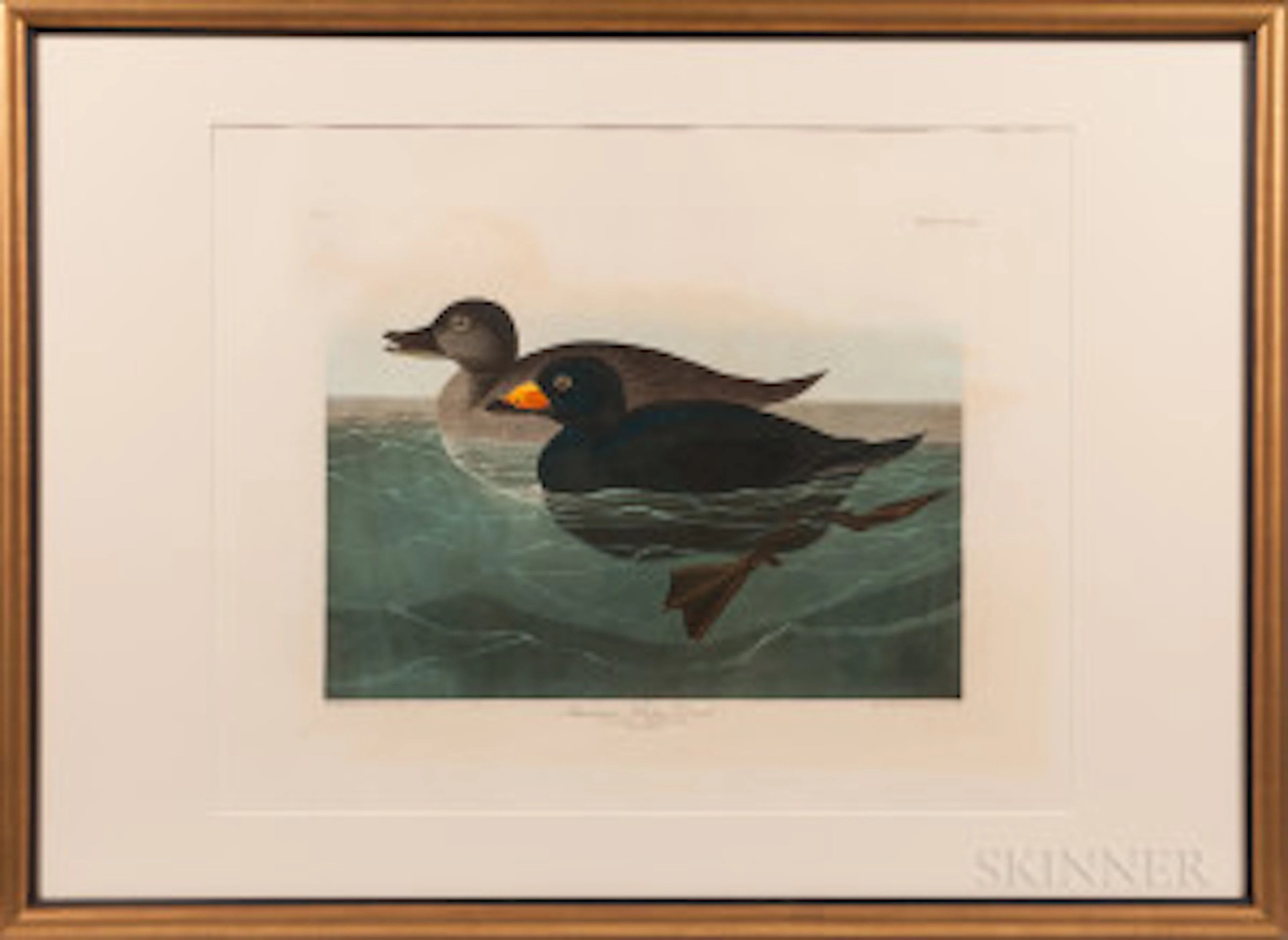 American Scoter Duck , Plate CCCCVIII.