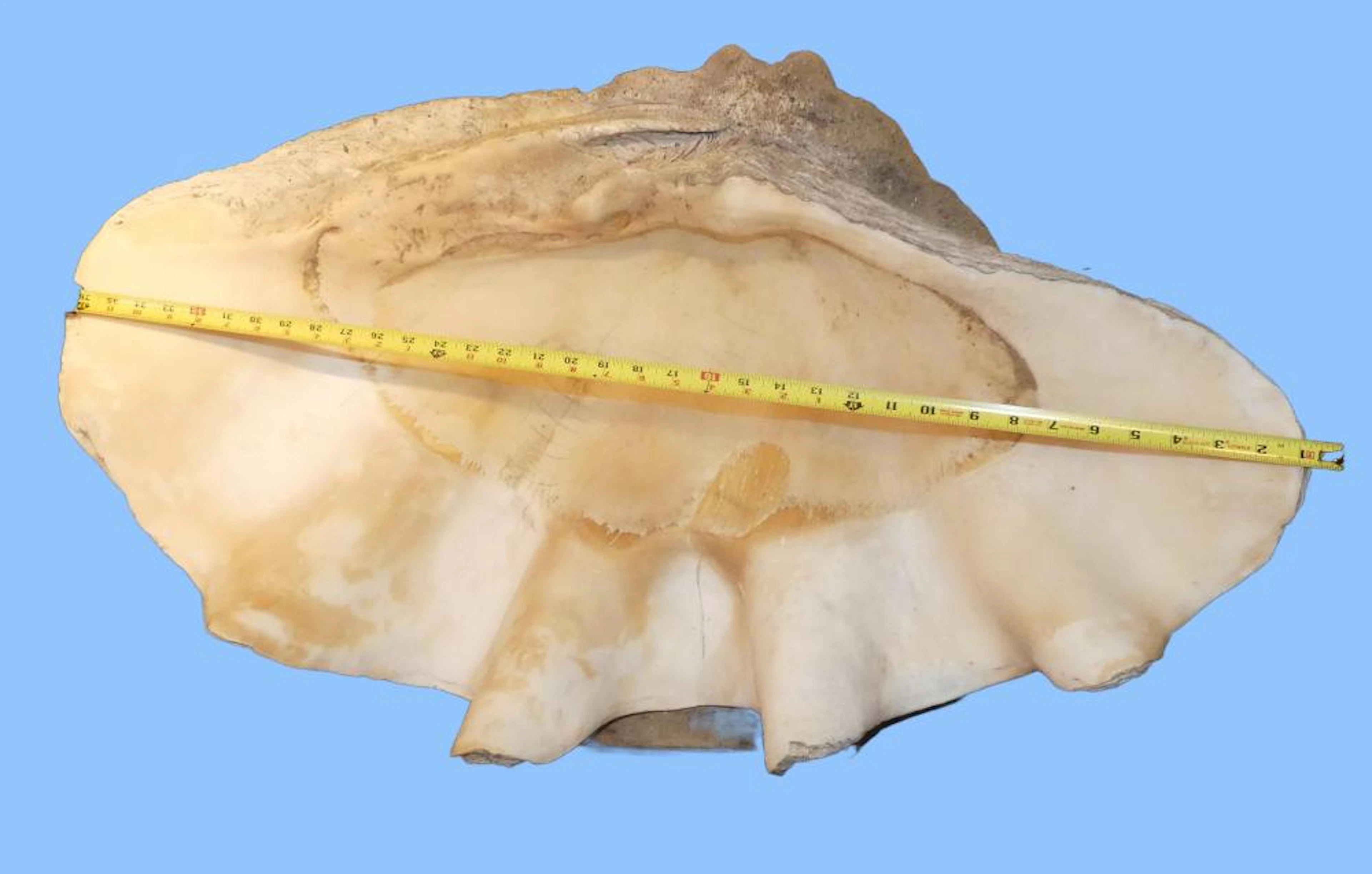 MASSIVE 3 FT. CLAM SHELL
