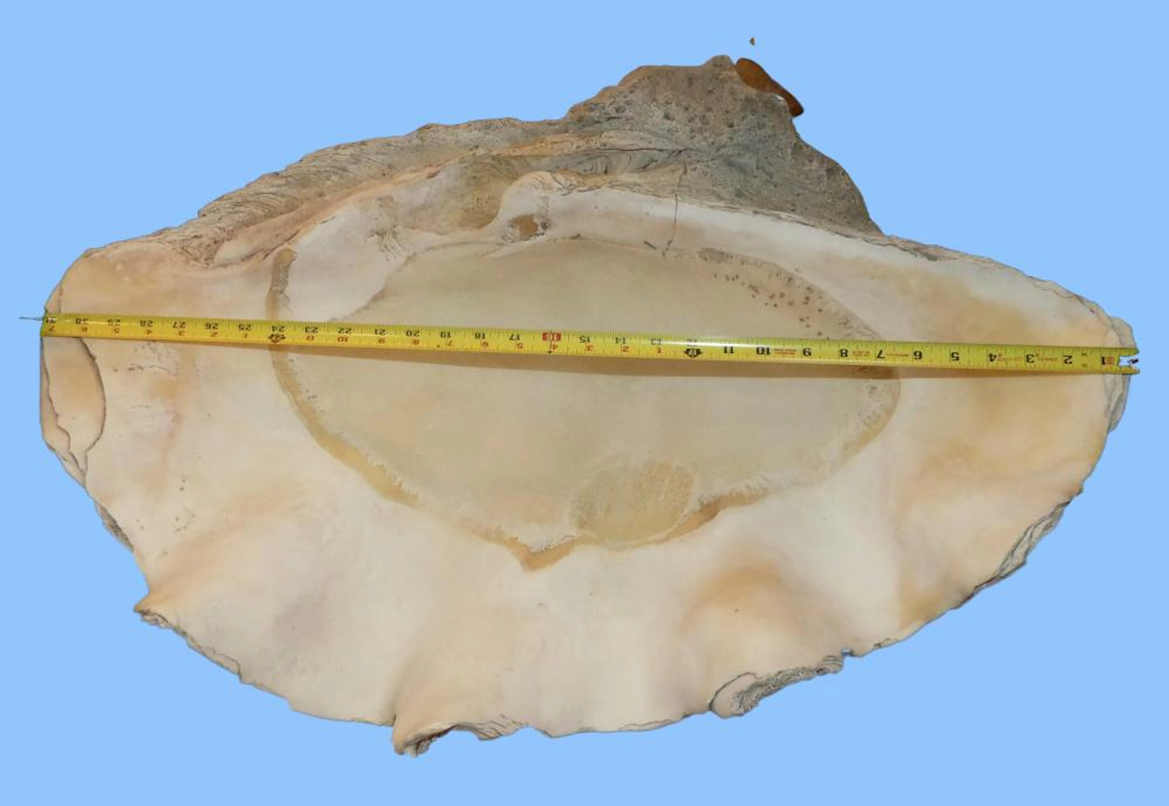 MASSIVE 32 INCH CLAM SHELL