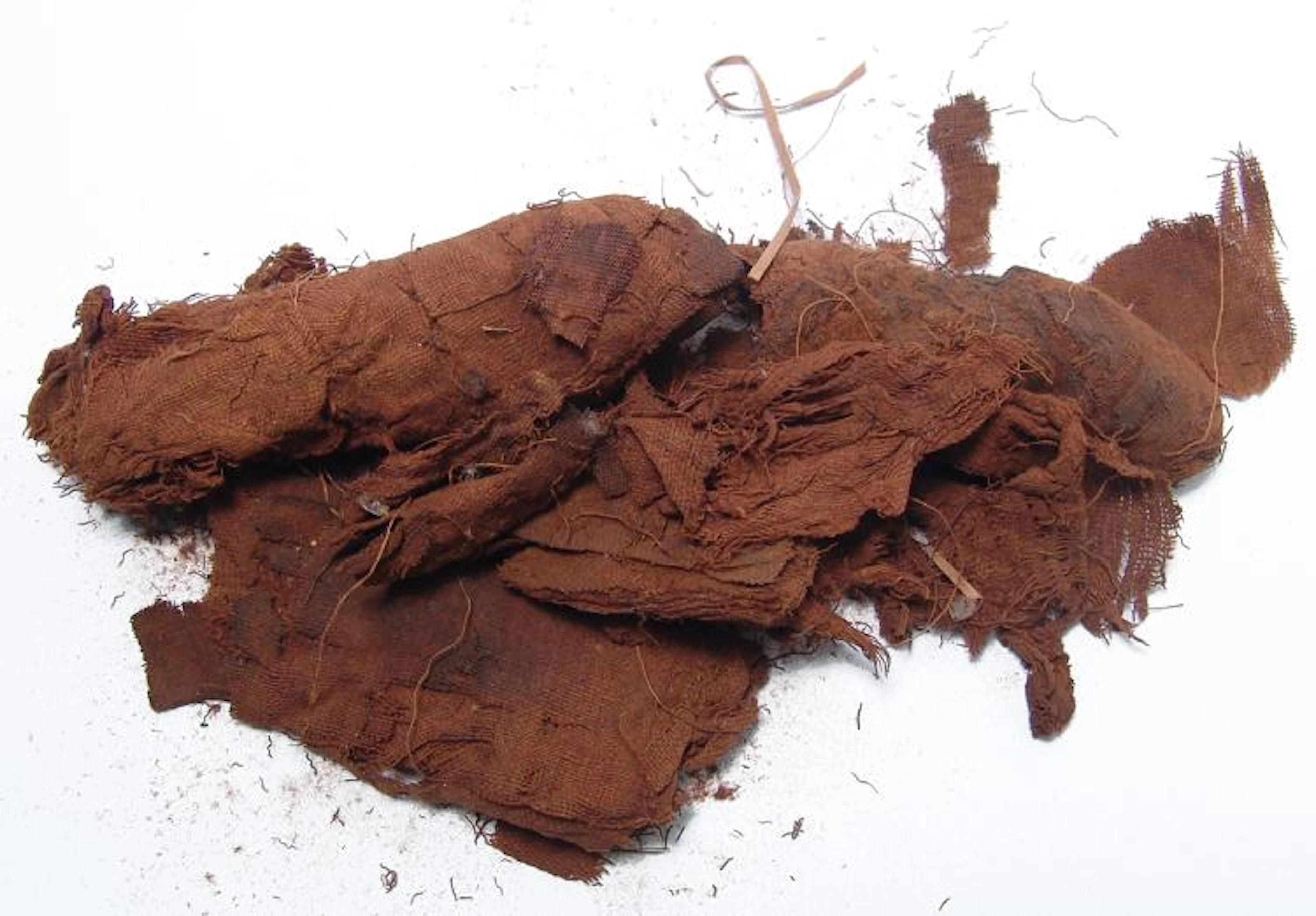 An Egyptian mummified catfish, Graeco-Roman