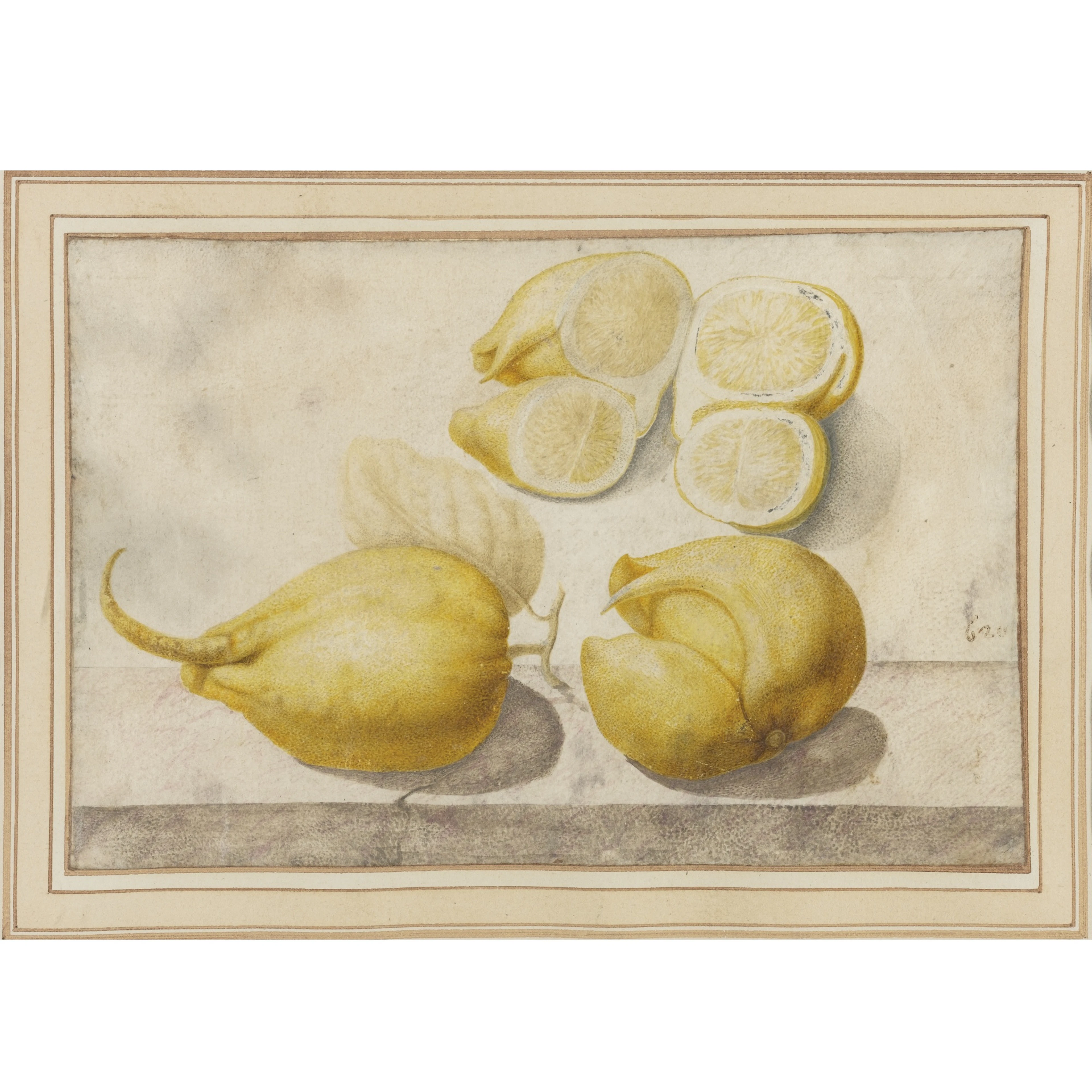 Lemon, Citrus limon (L.) Burm. f.: two twin -fingered lemons and two transverse sections of a third