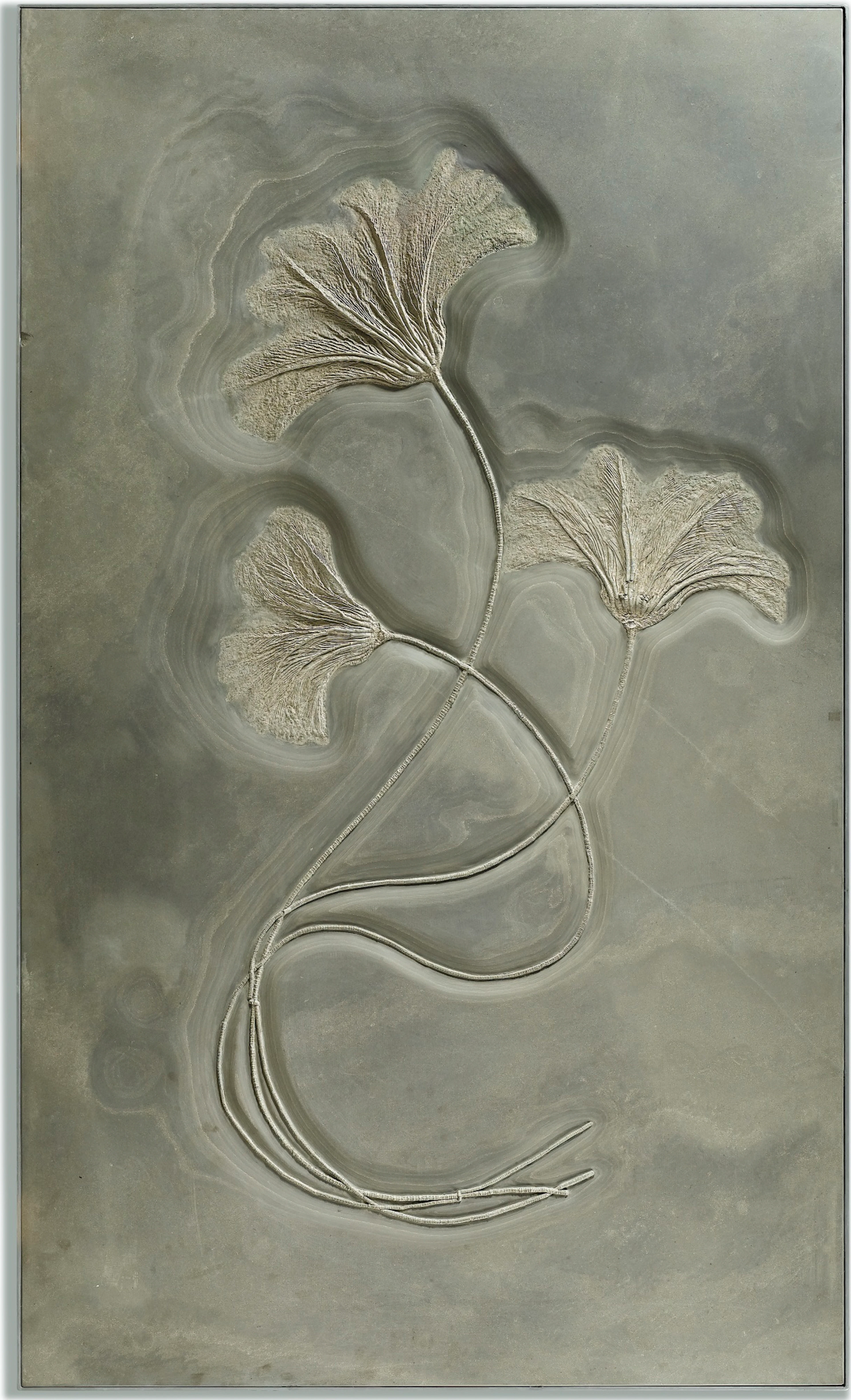 Impressionnant et remarquable  tableau naturel de lys de mer seirocrinus