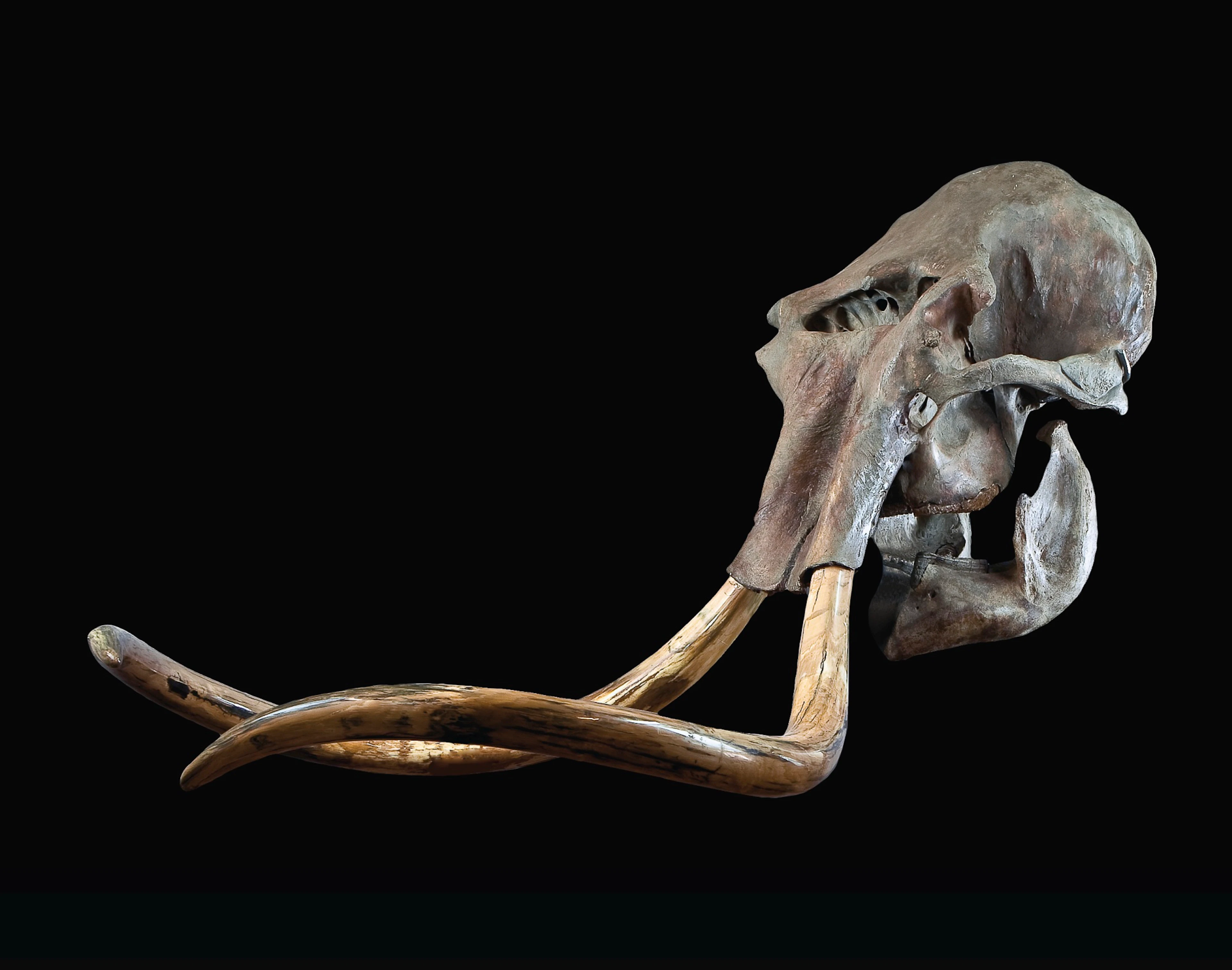 Crâne de mammouth, mammuthus primigenius avec ses défenses, pléistocène