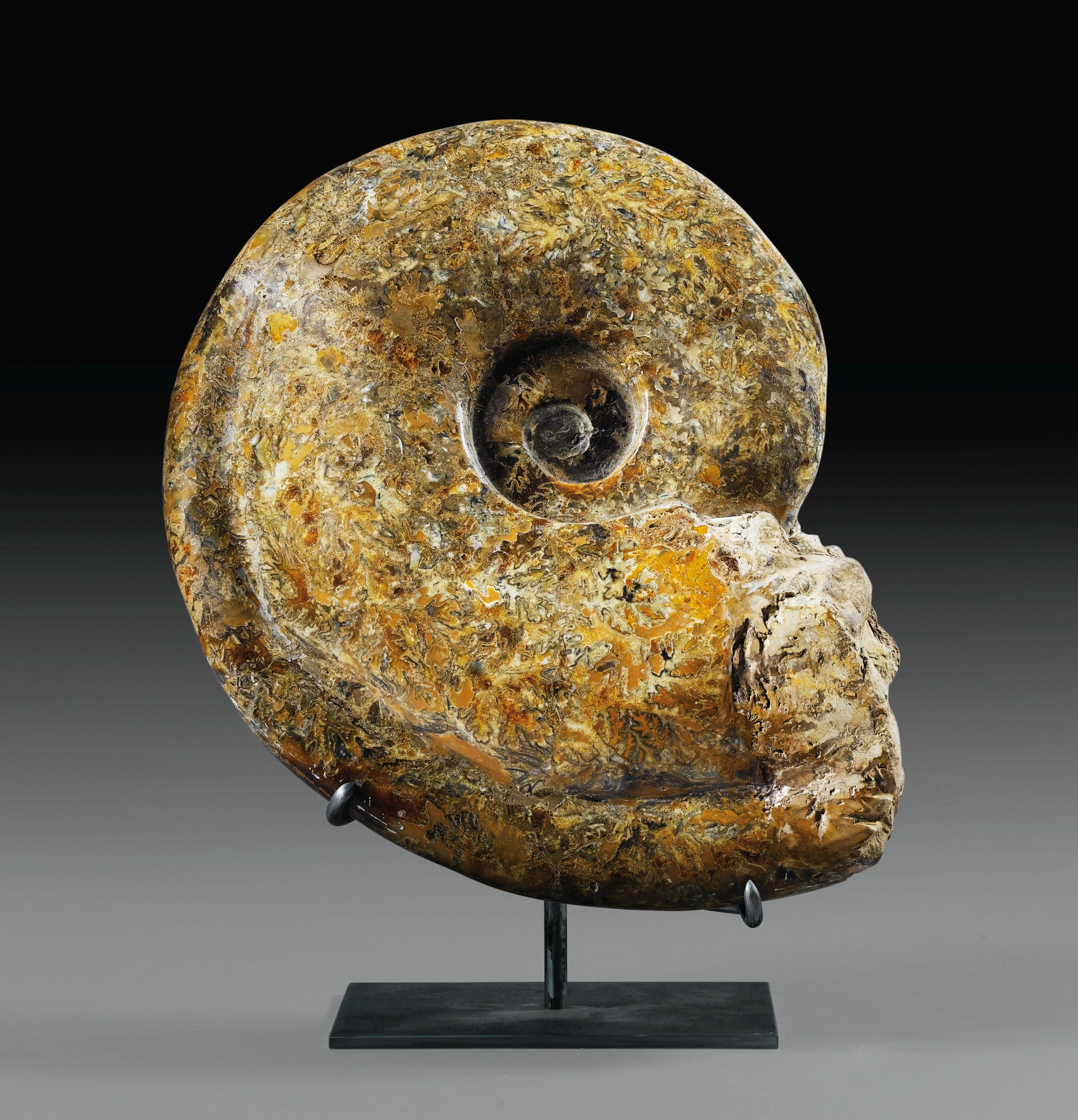 Ammonite lobolytoceras, oxfordien, zacara, madagascar
