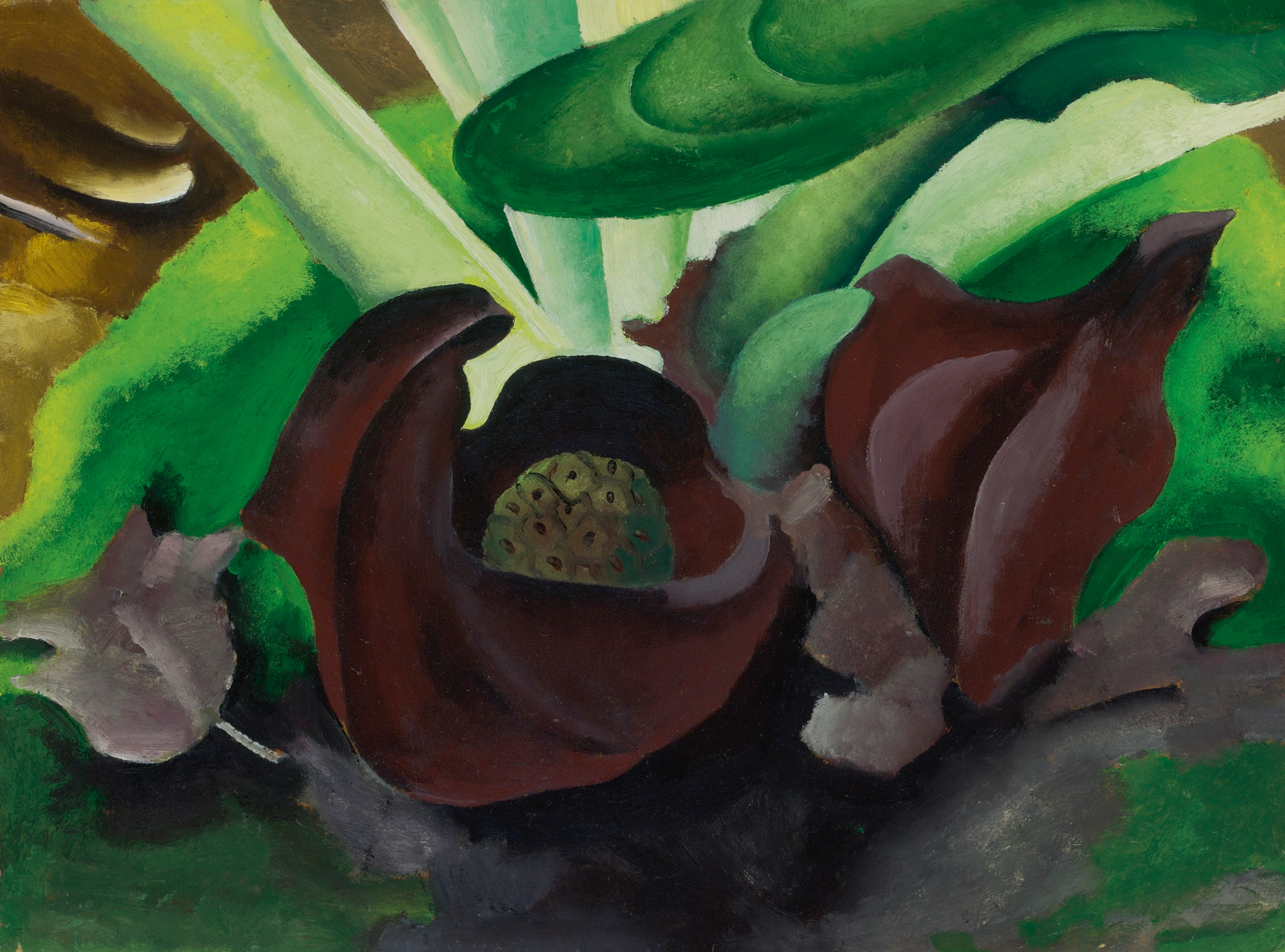 Untitled (Skunk Cabbage)