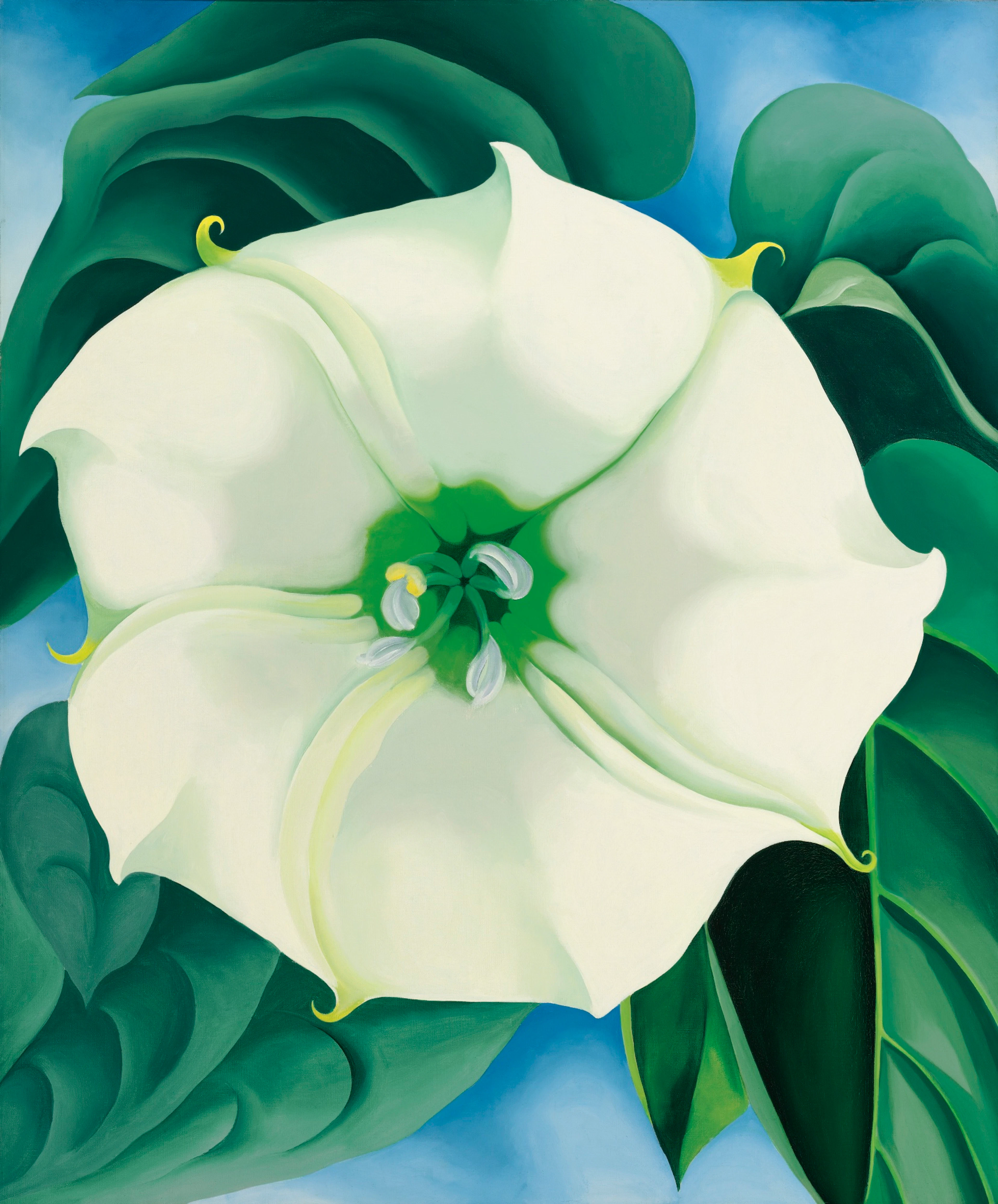 Jimson Weed/White Flower No. 1