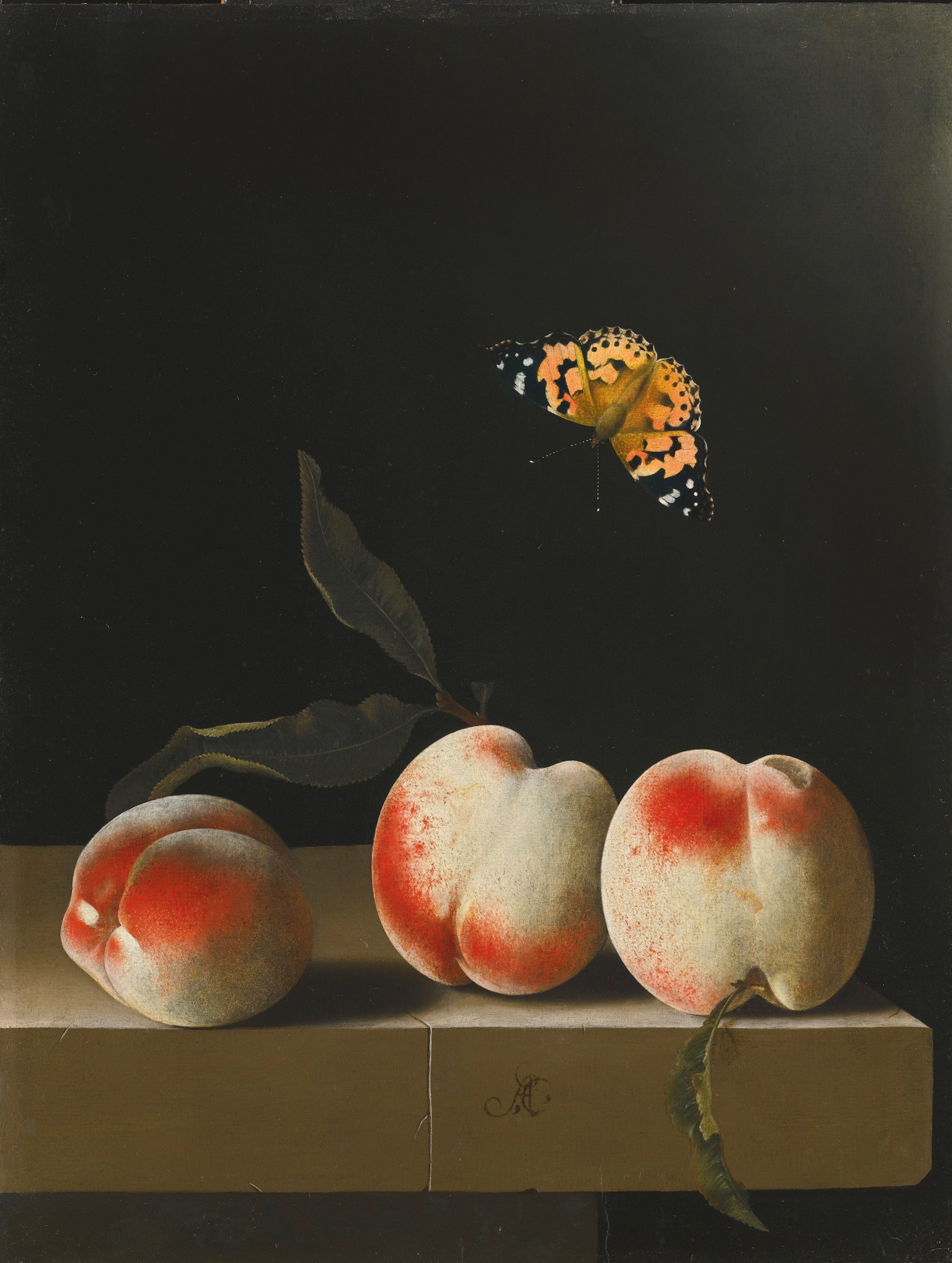 Three peaches on a stone ledge, with a Red Admiral butterfly